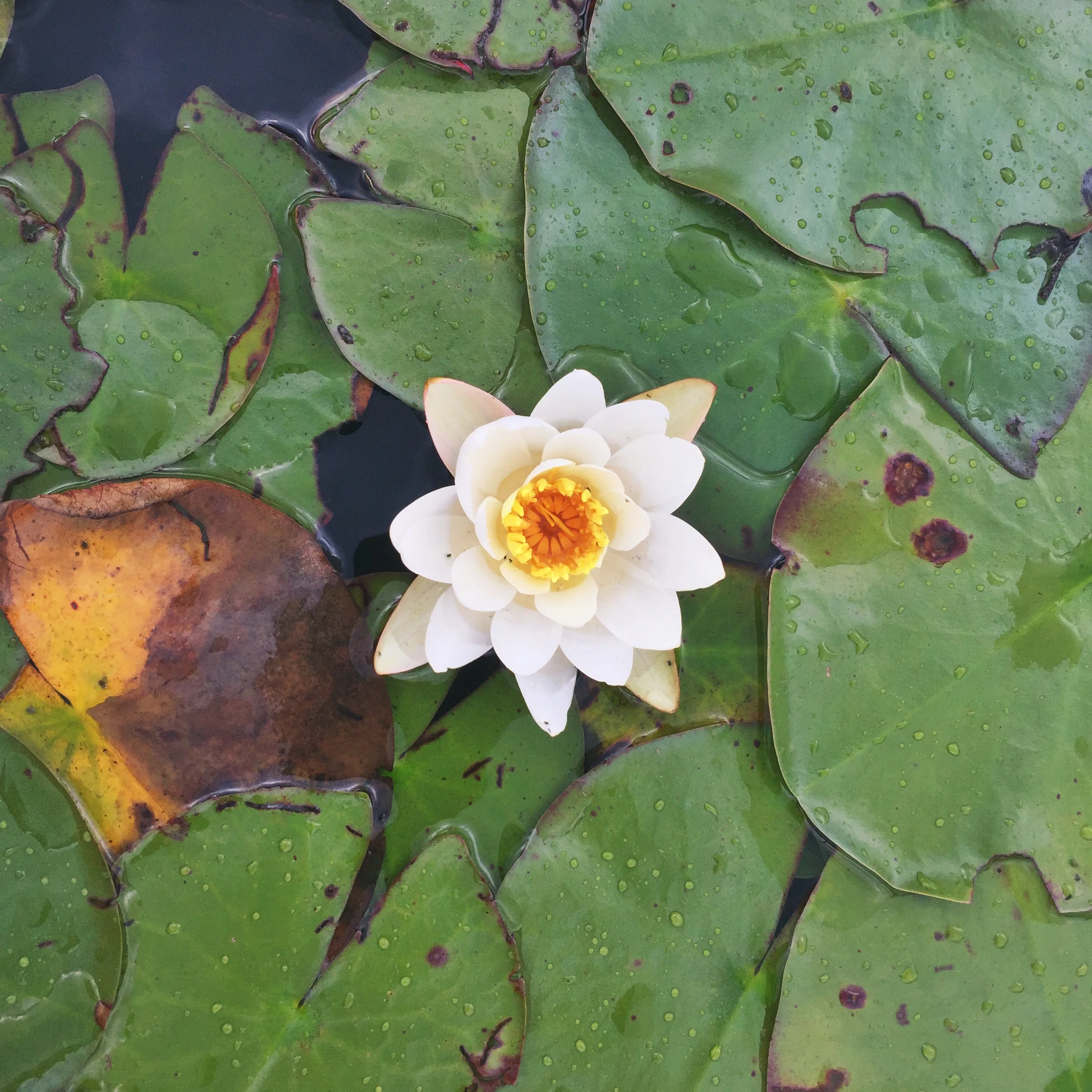 The water lilly, known by local legend as Oseetah.