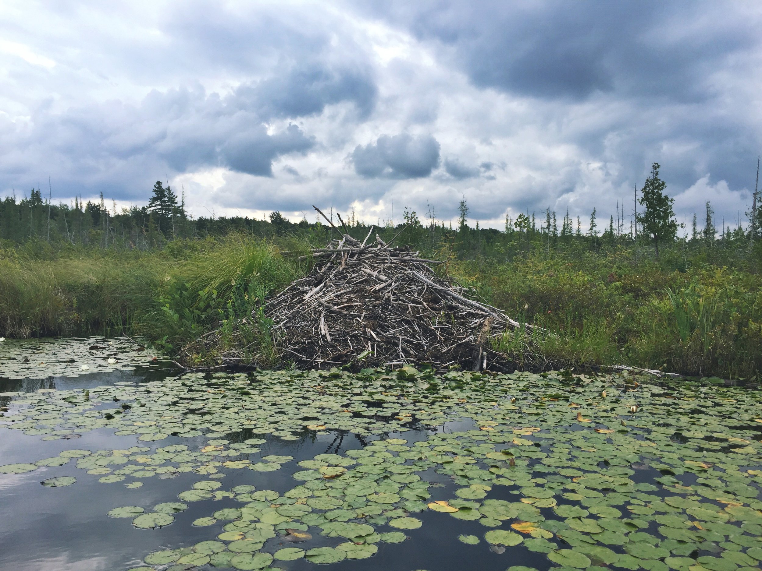 Beaver dams for days on Browns Tract Inlet