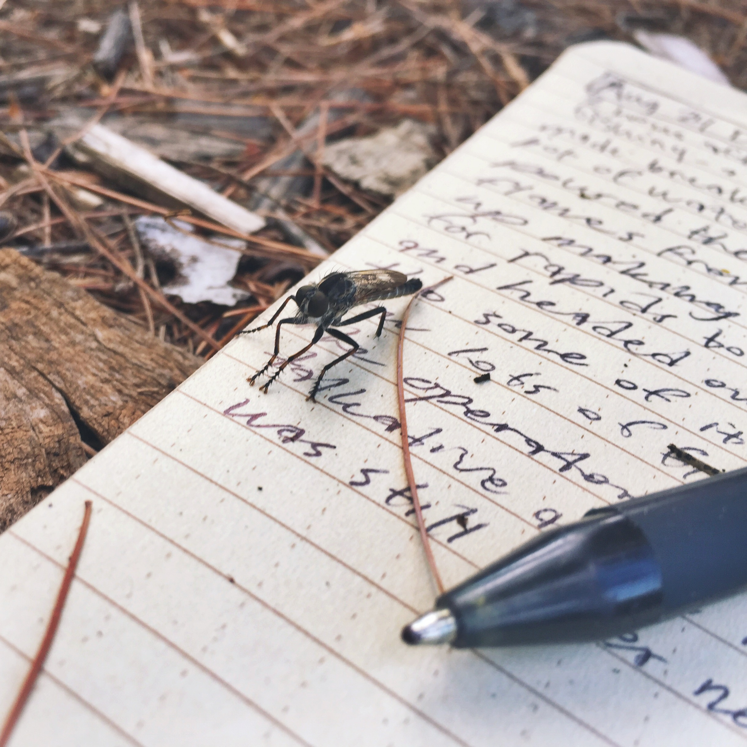 Journaling while the water boils for breakfast