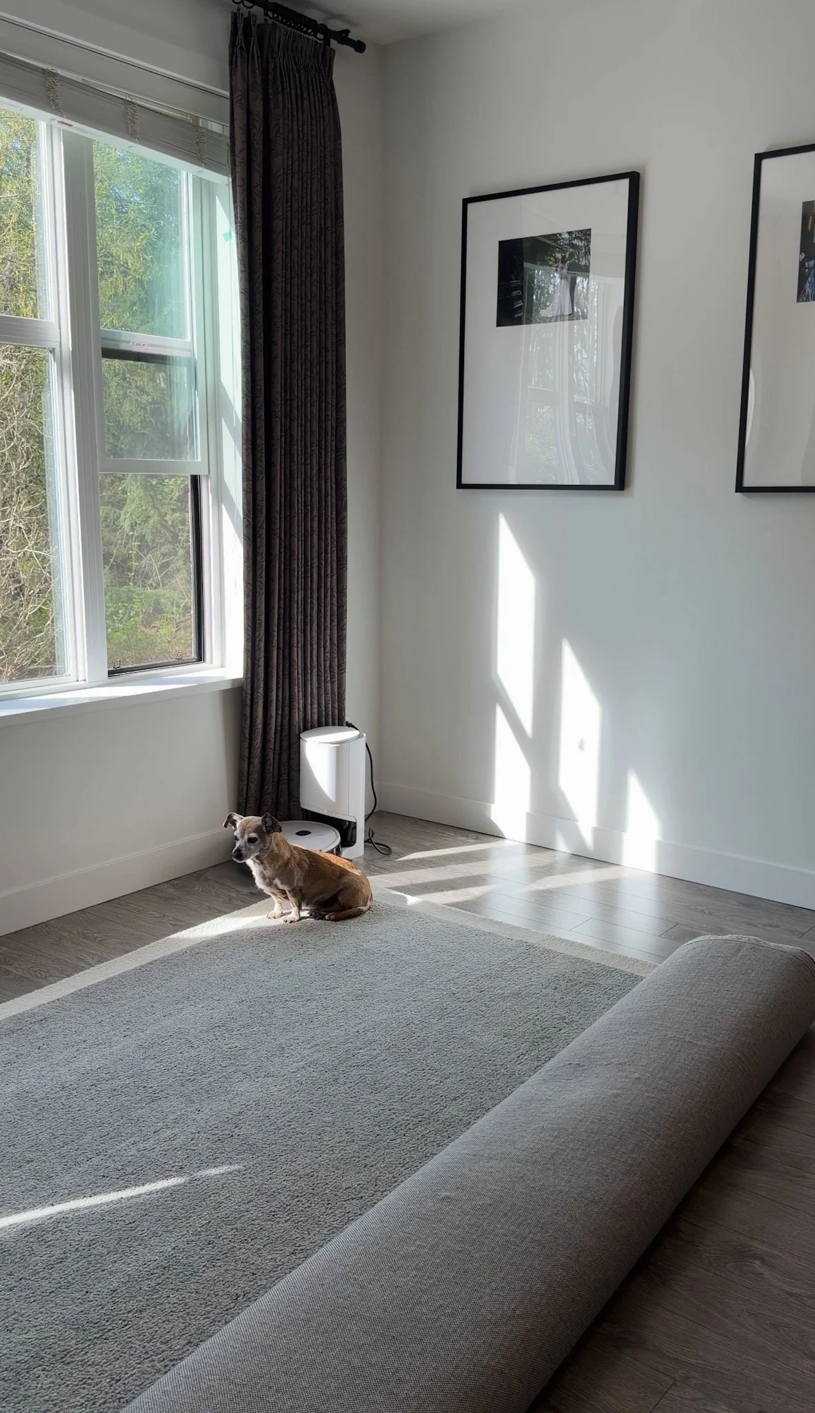 A grey neutral rug in a modern organic living room