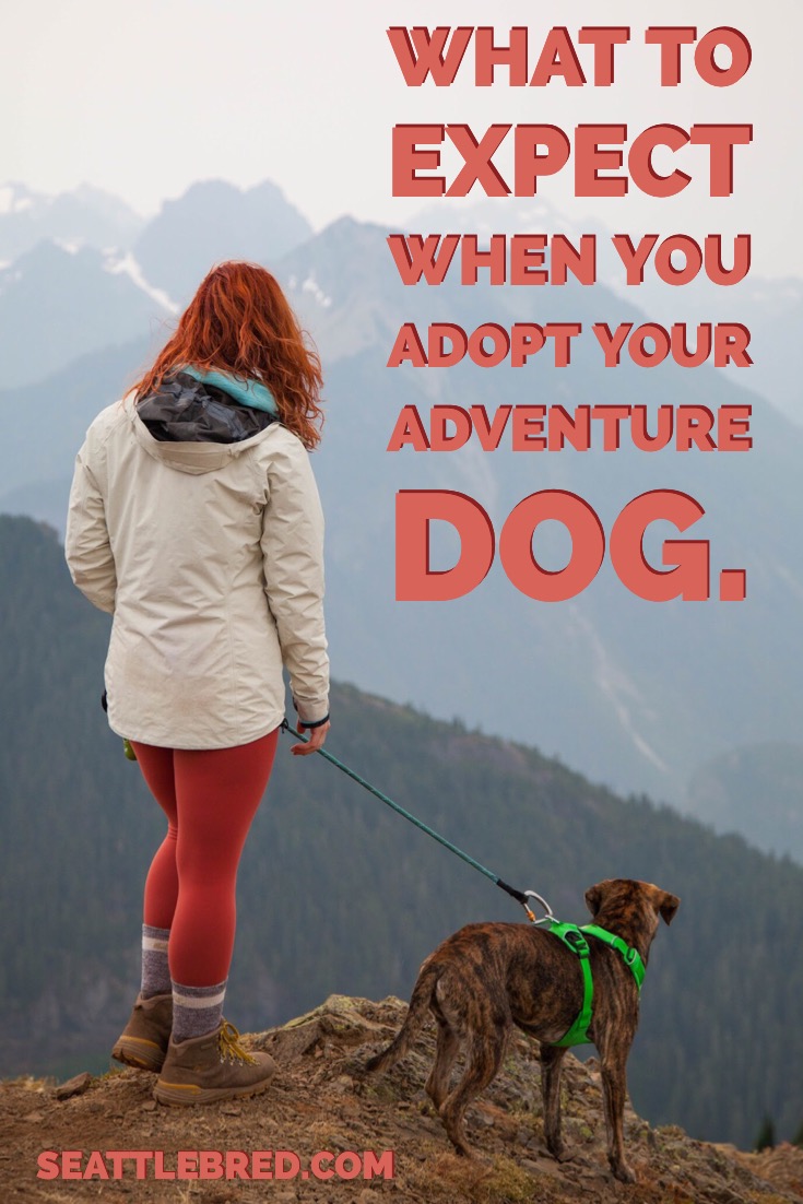 adeventuredogpin.jpeg