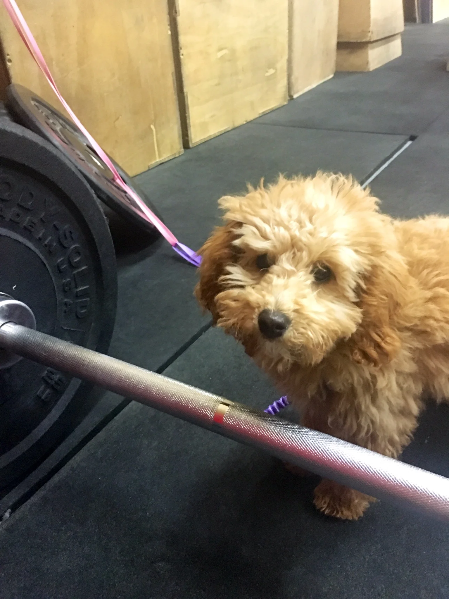 At Elm City CrossFit - we take all shapes and sizes!