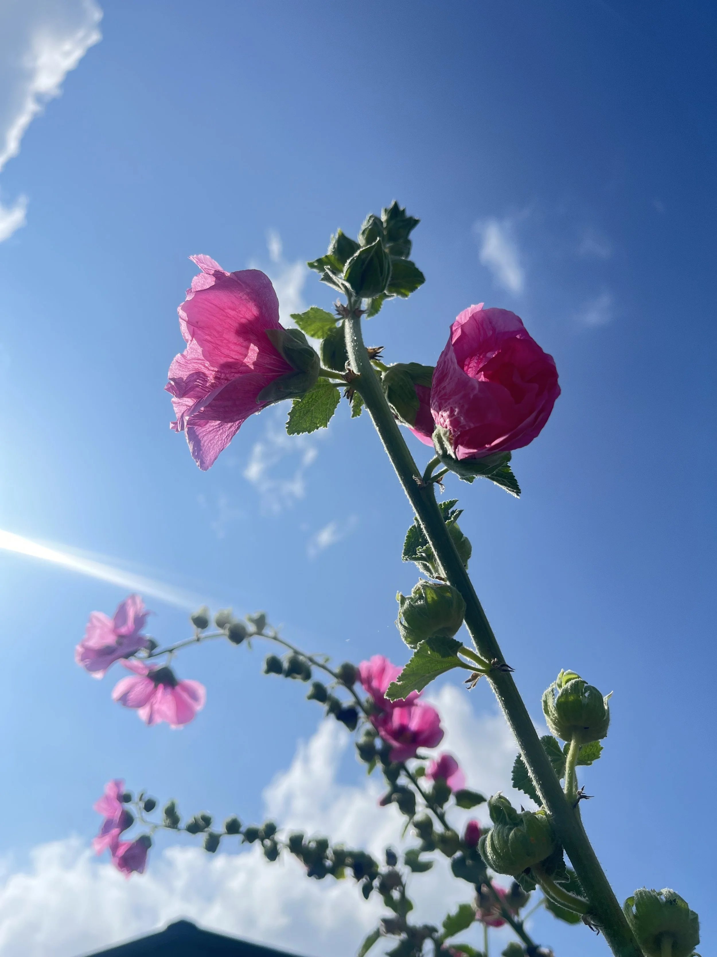 IMG_6606.jpeg