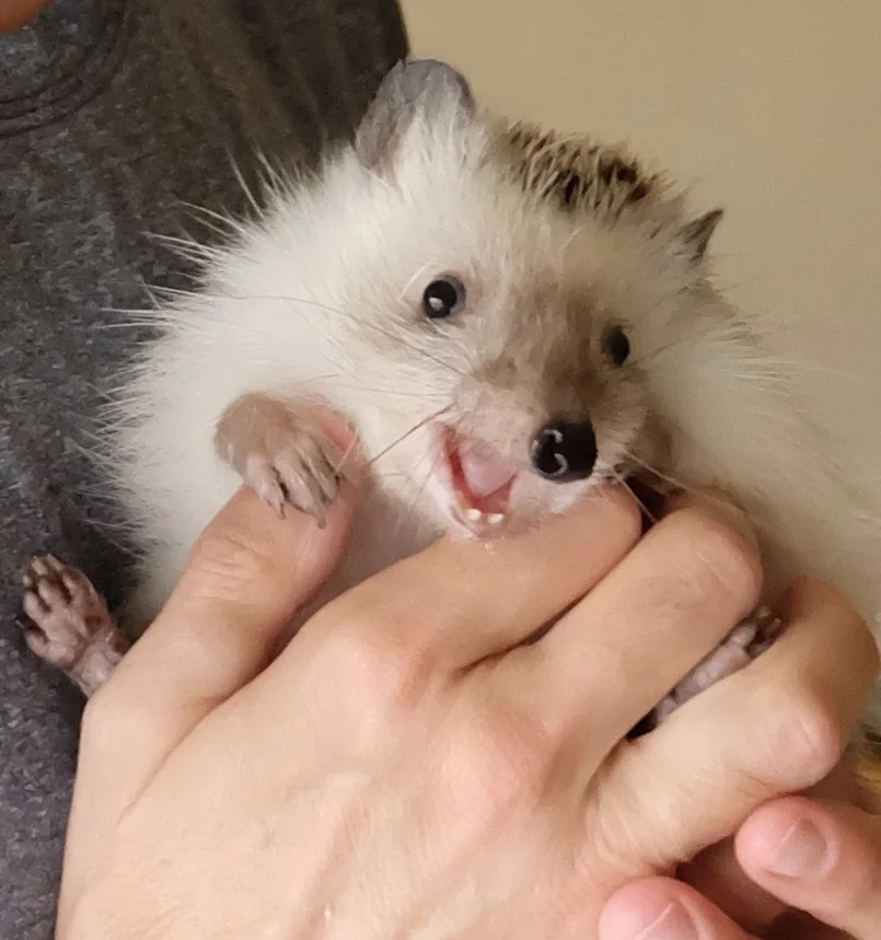 Spike, our pet hedgehog