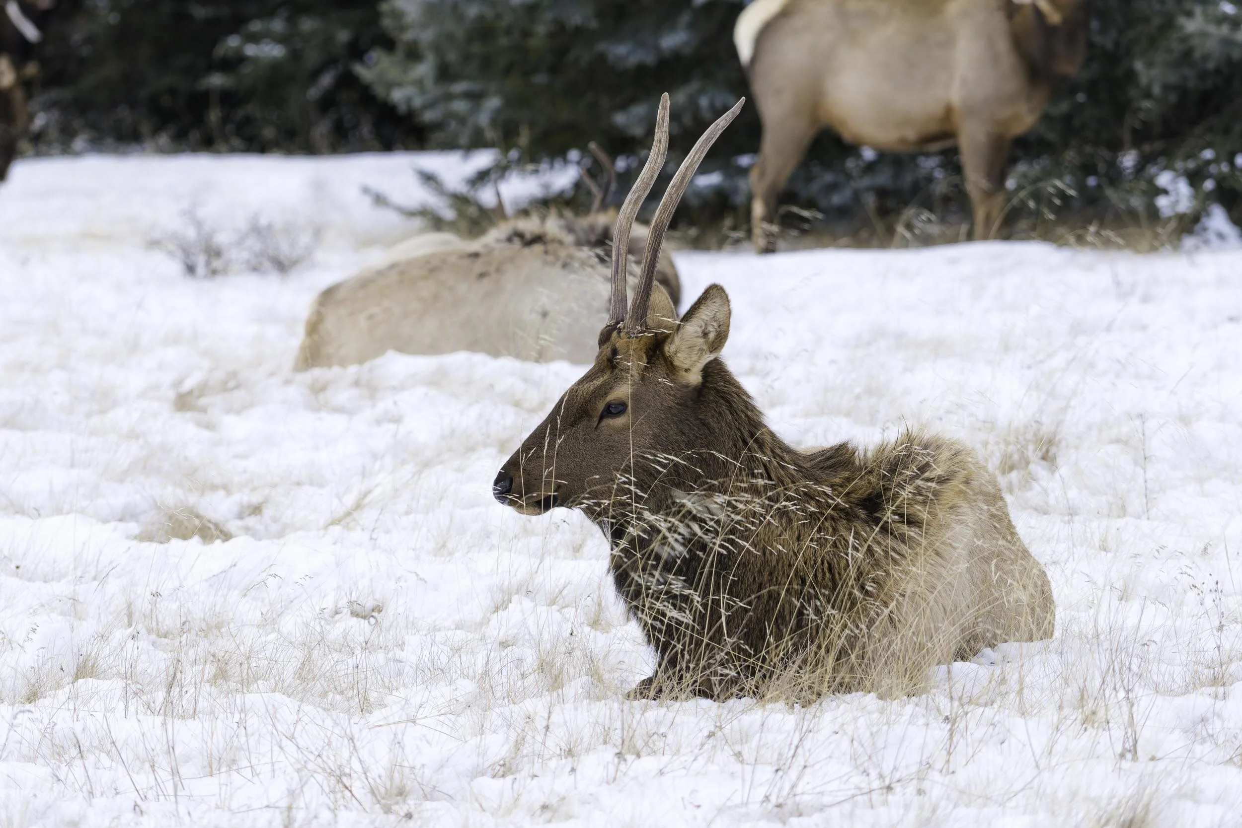 Canada Alberta Elk.jpg
