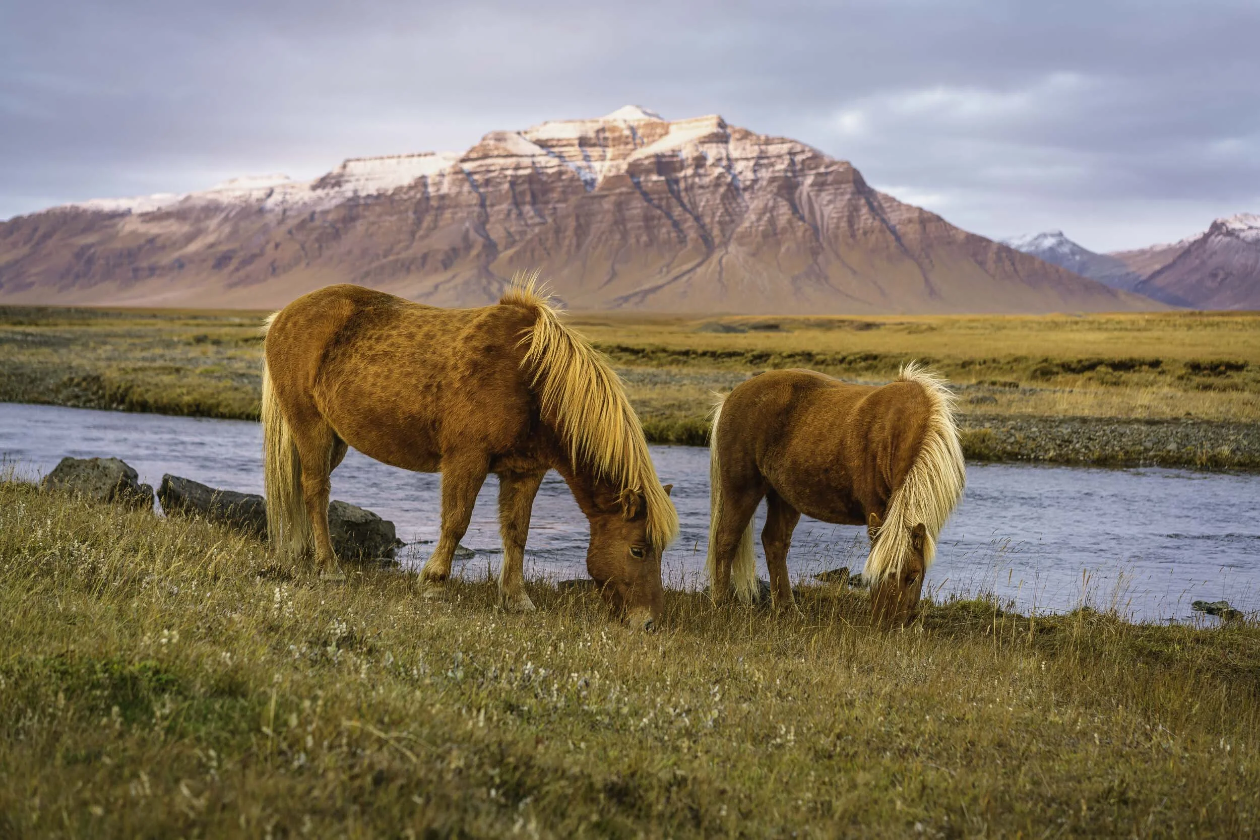 Iceland Horses.jpg