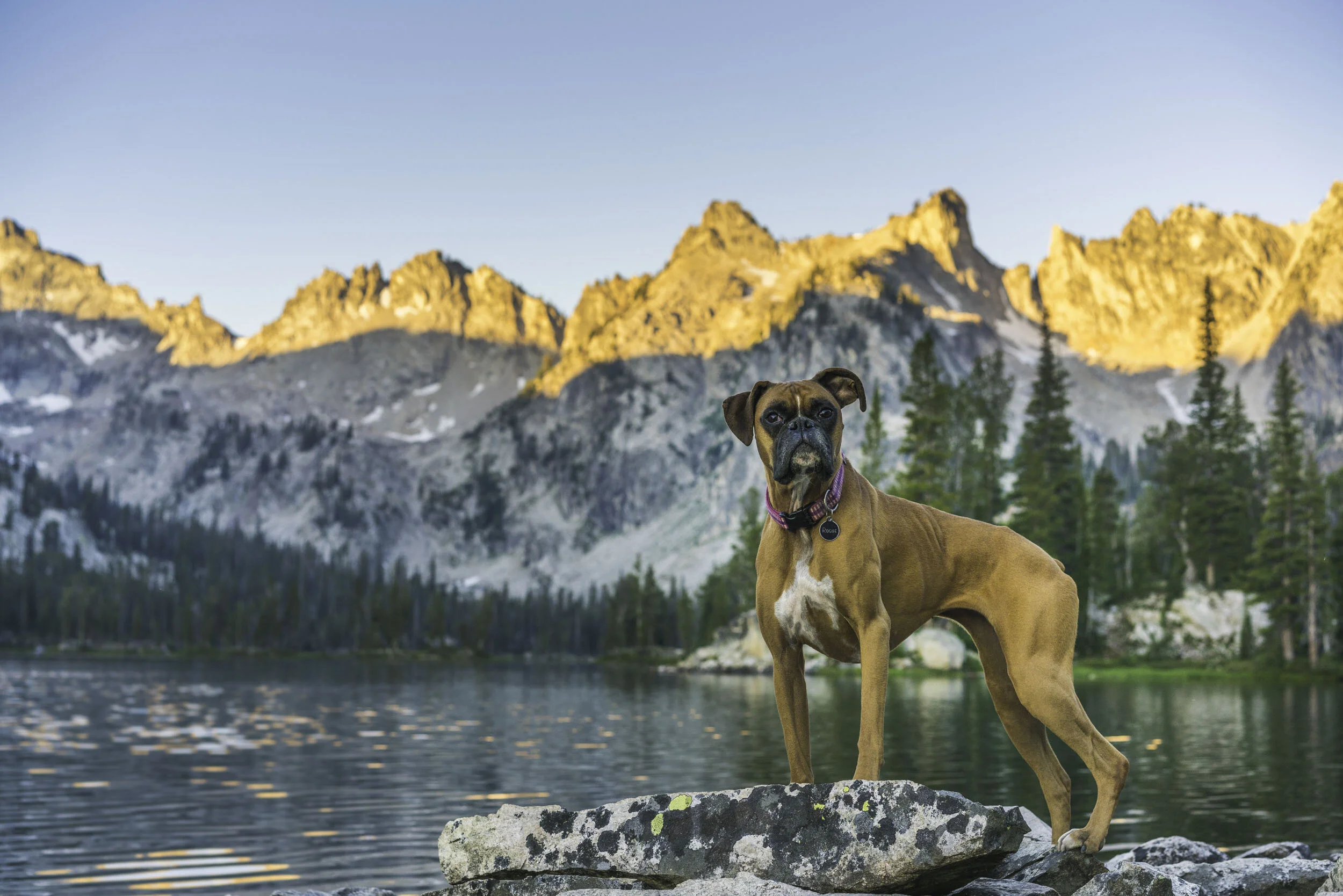 Idaho Alice Lake Rogue.jpg