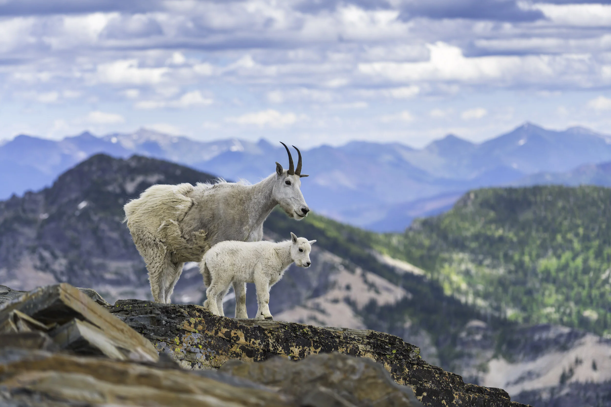 Idaho Scotchman Peak Goat Family.jpg