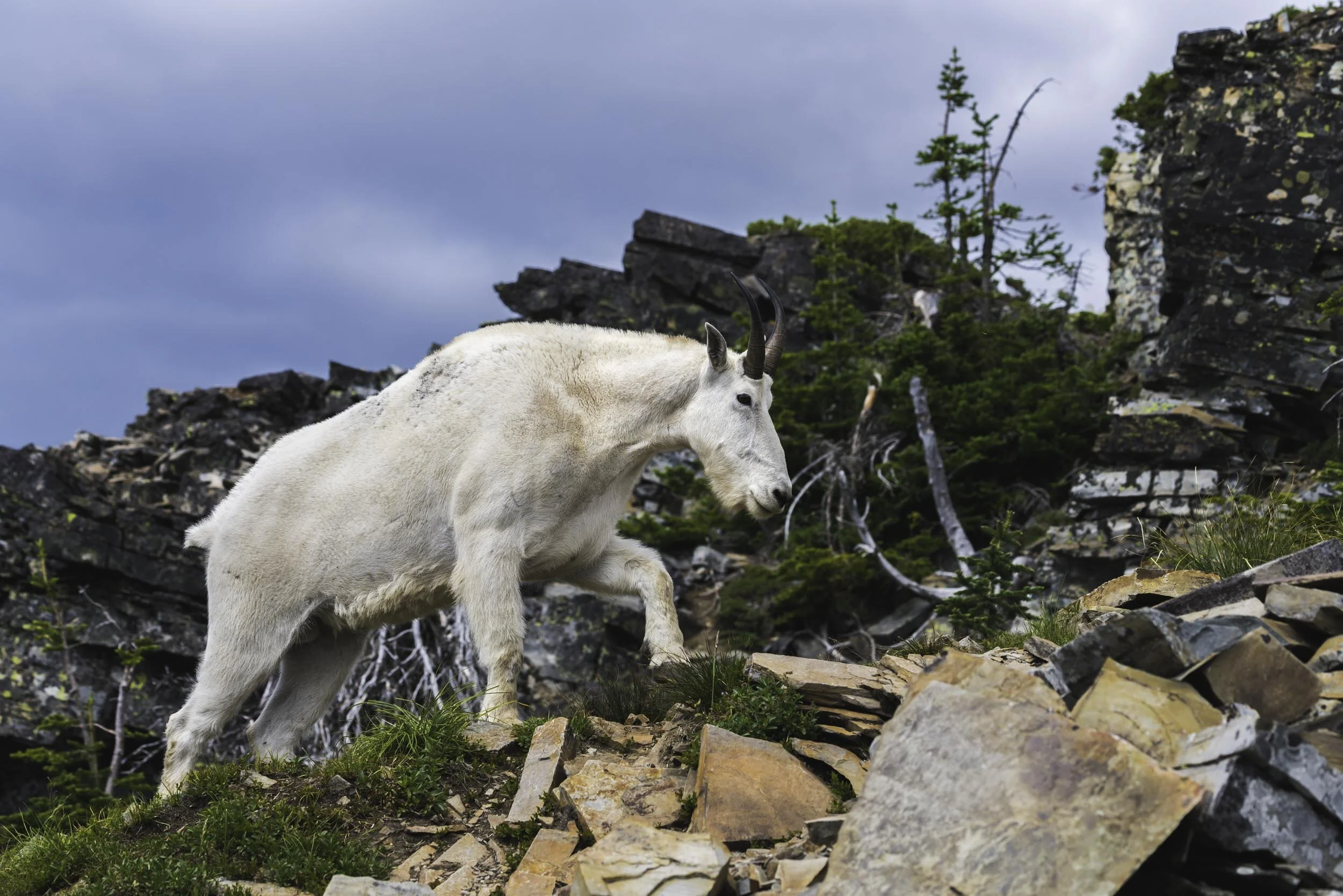 Idaho Scotchman Peak Male Goat.jpg
