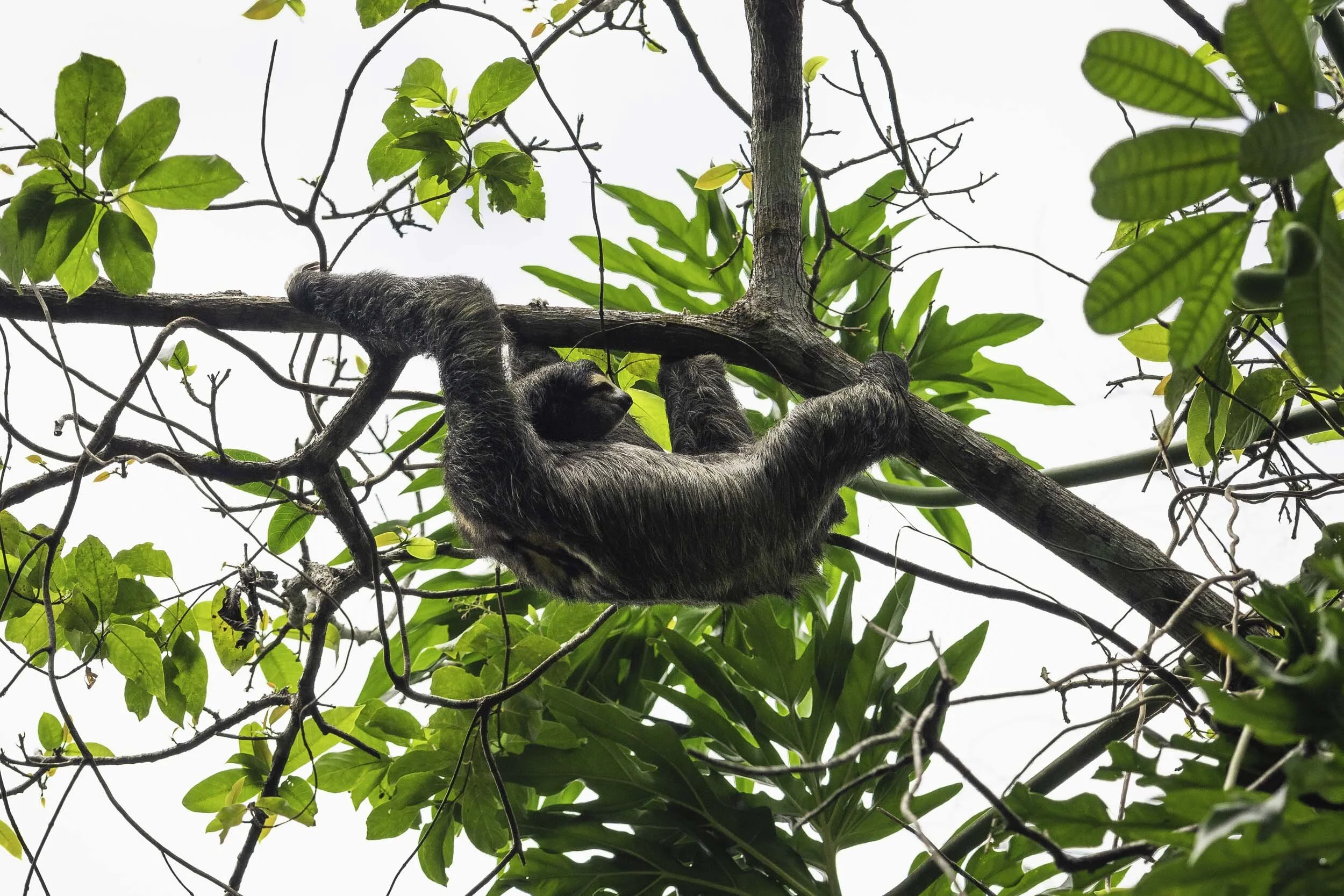 Costa Rica Sloth.jpg