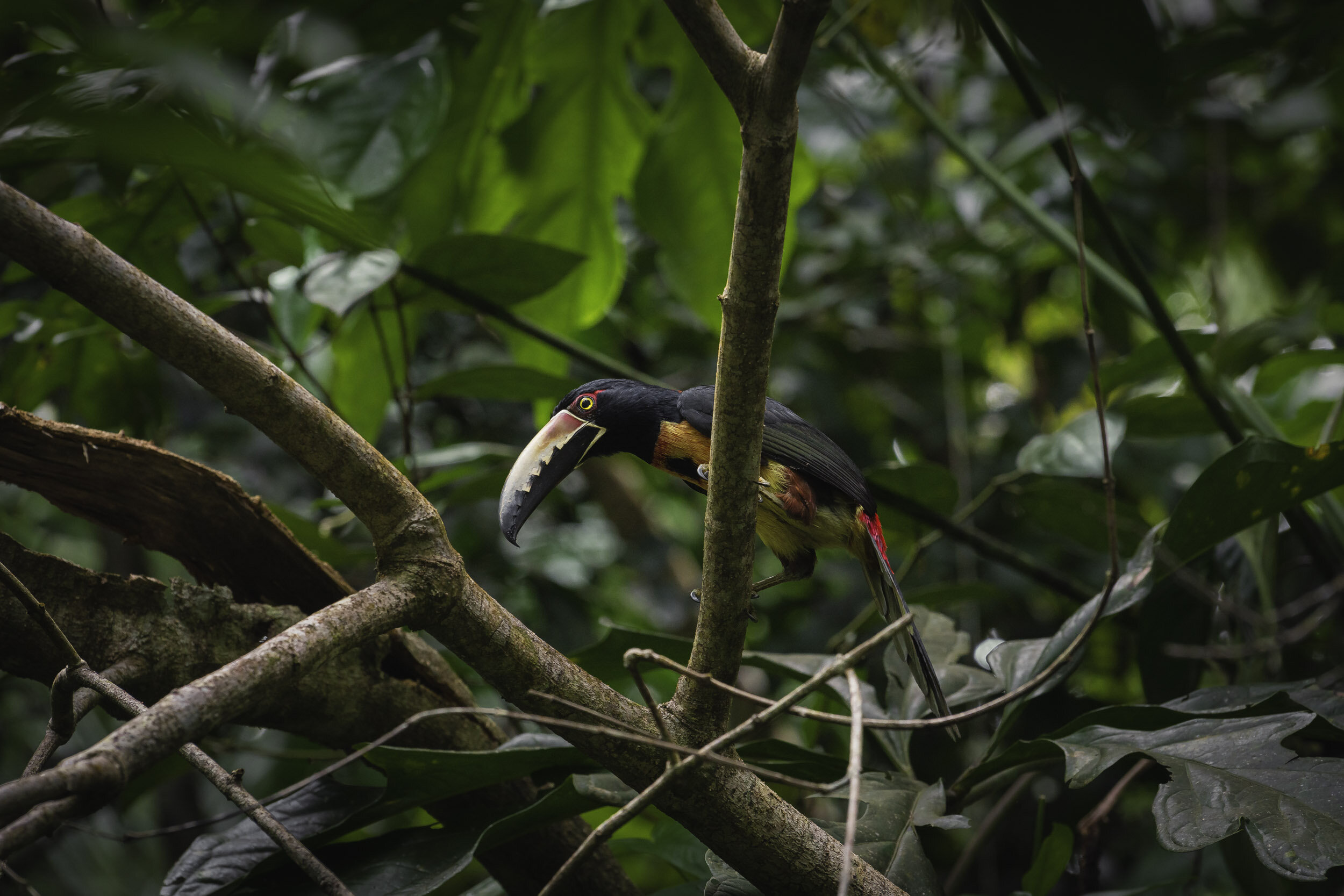 Costa Rica Toucan.jpg