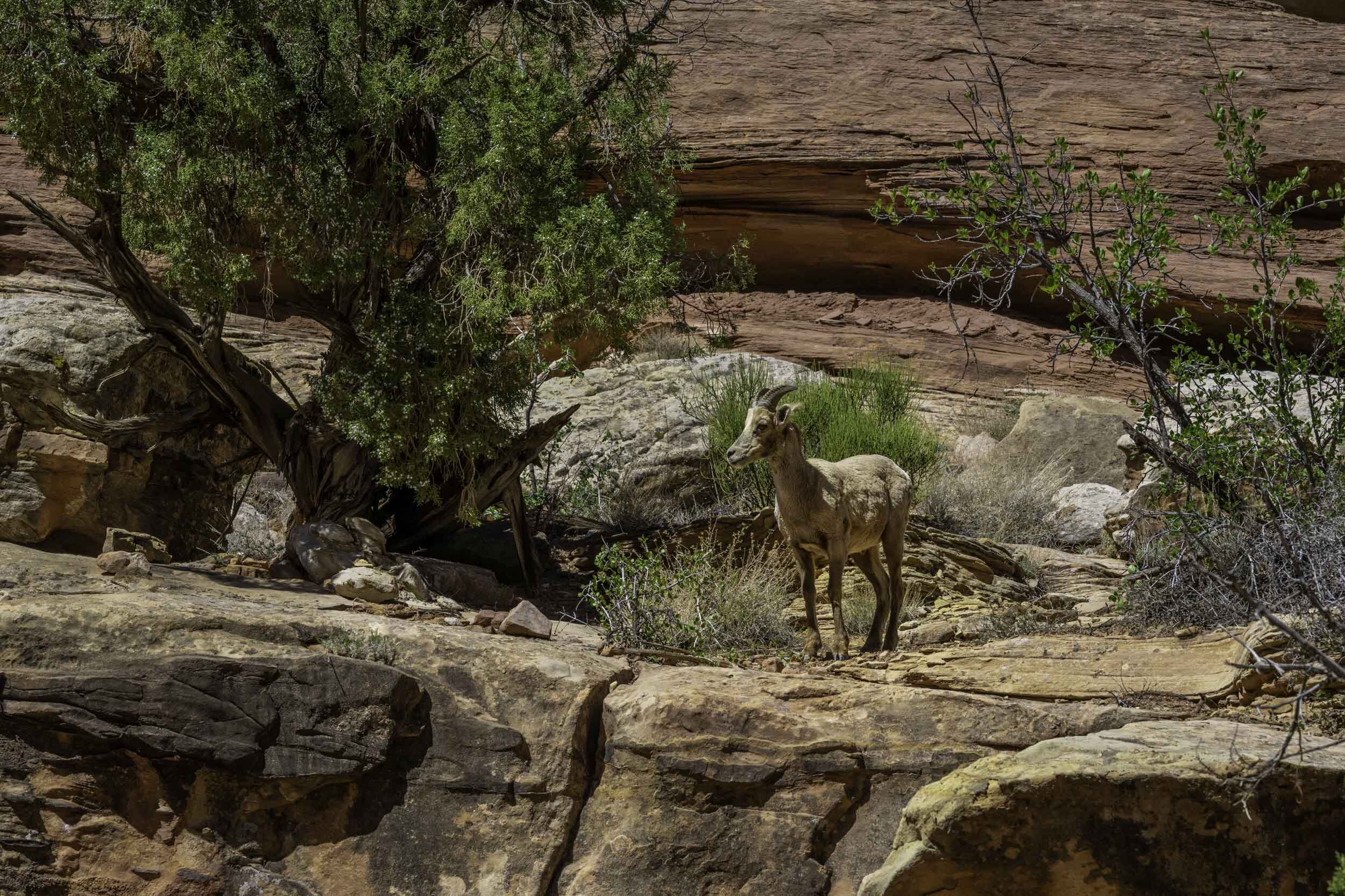 Utah Capitol Reef Sheep.jpg