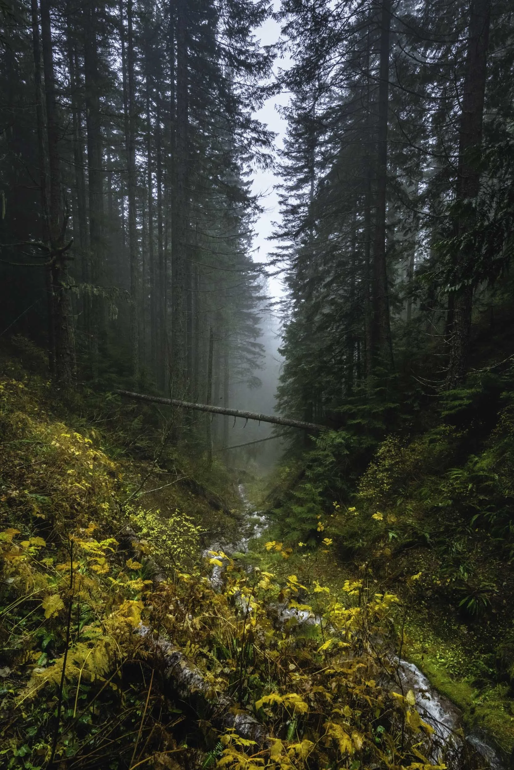 Washington Pratt Lake Hike.jpg
