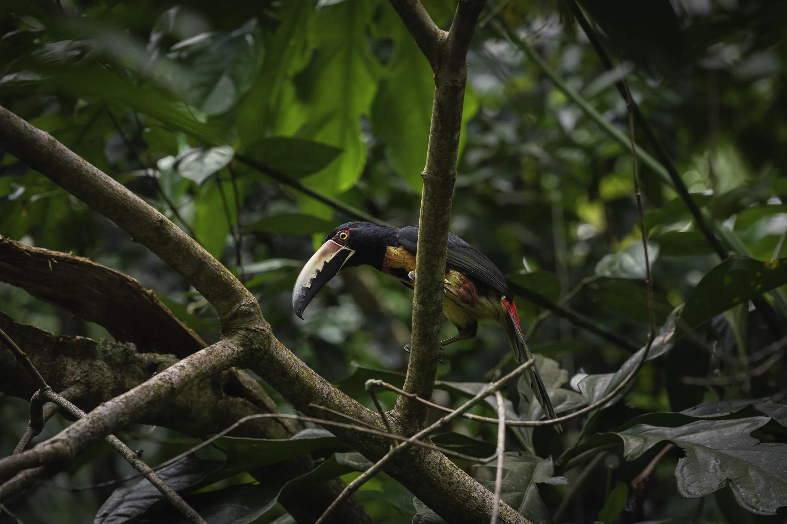 Costa Rica Toucan.jpg