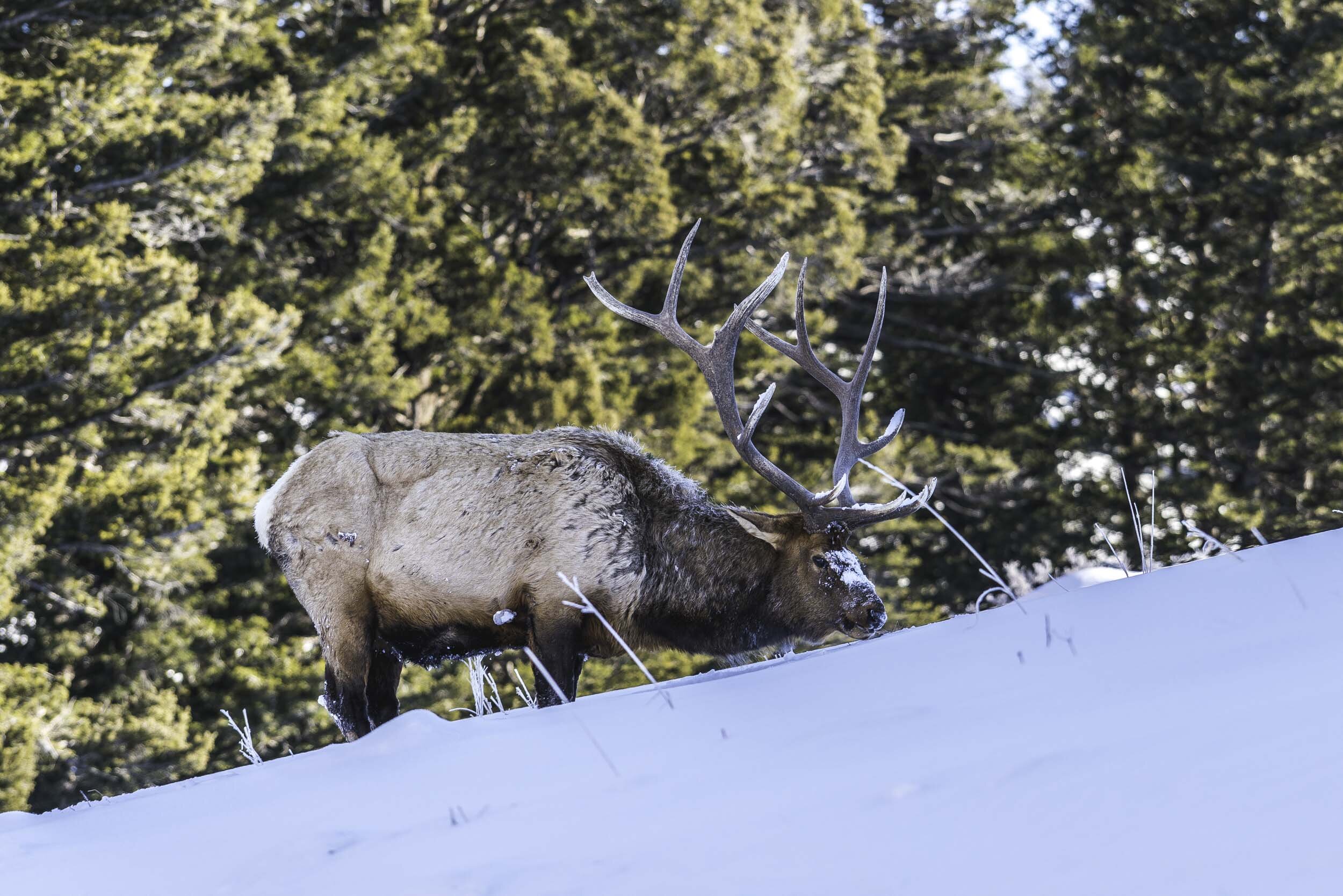 Elk.jpg