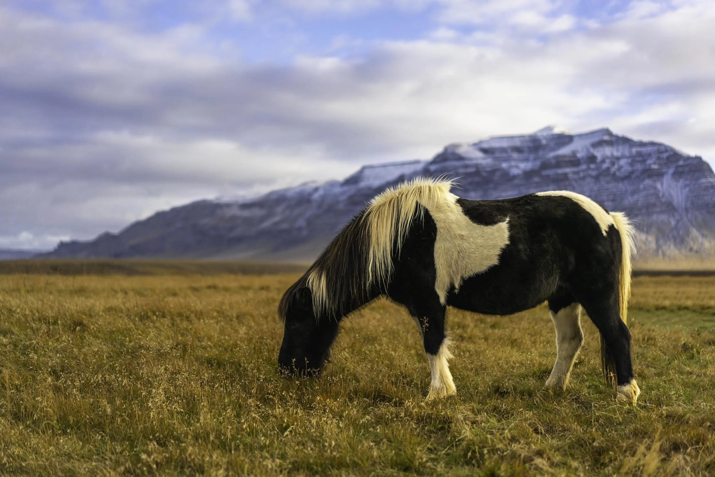 Iceland Black Horse.jpg