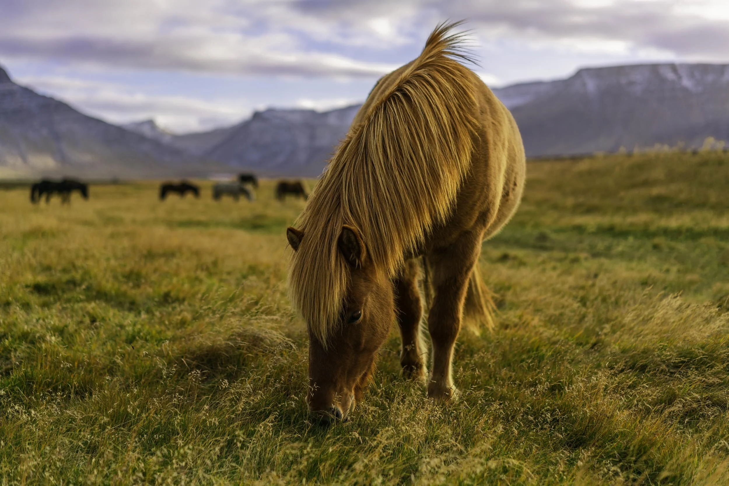 Iceland Golden Horse.jpg
