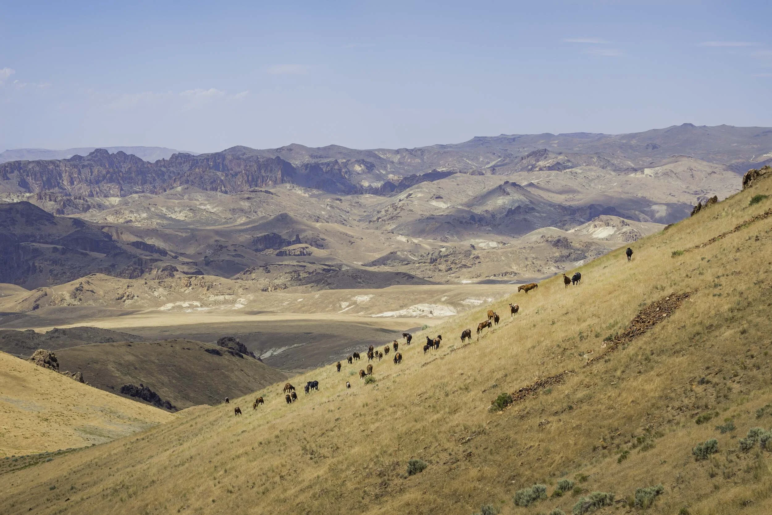 Idaho Owyhee Horses.jpg
