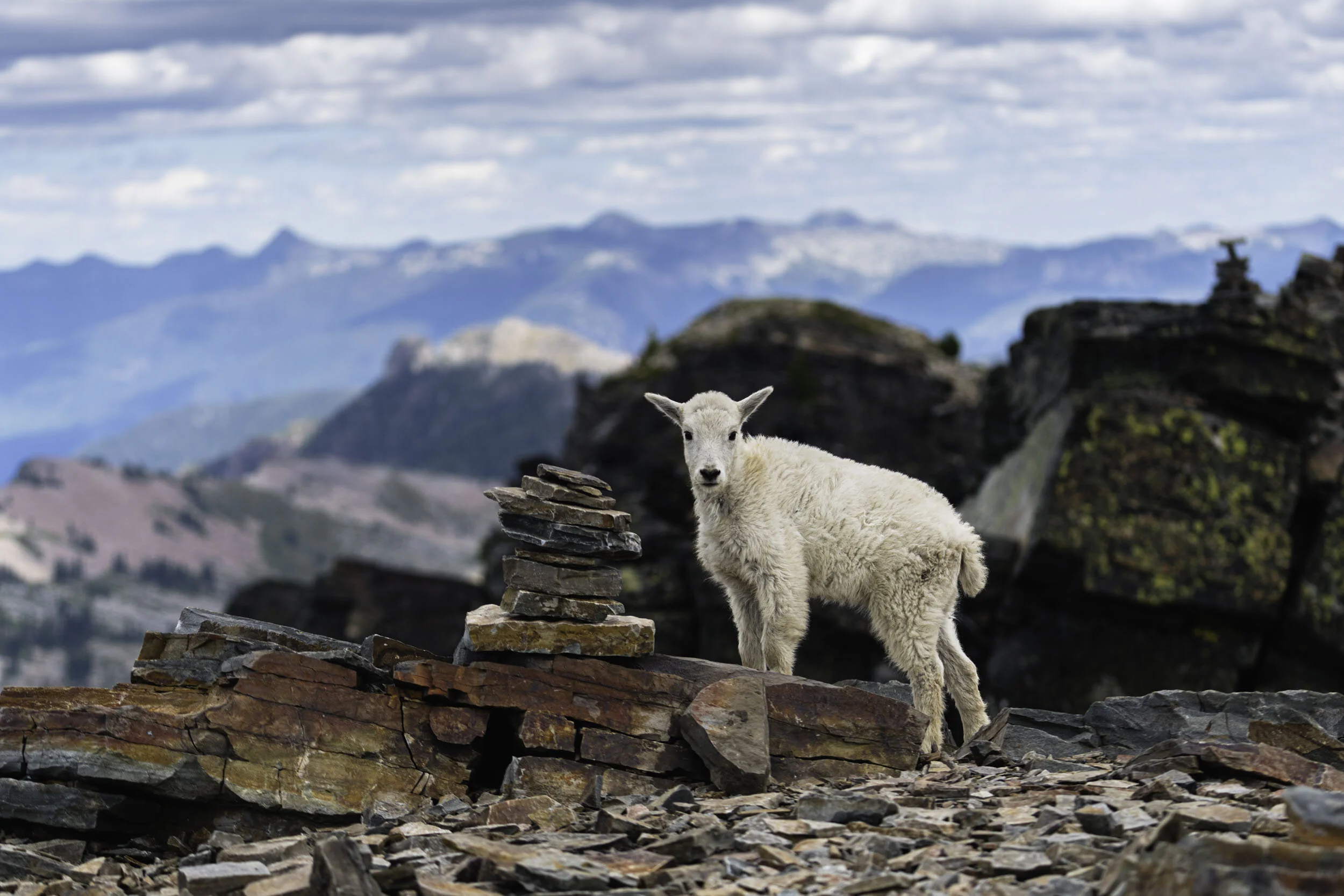 Idaho Scotchman Peak Baby Goat.jpg