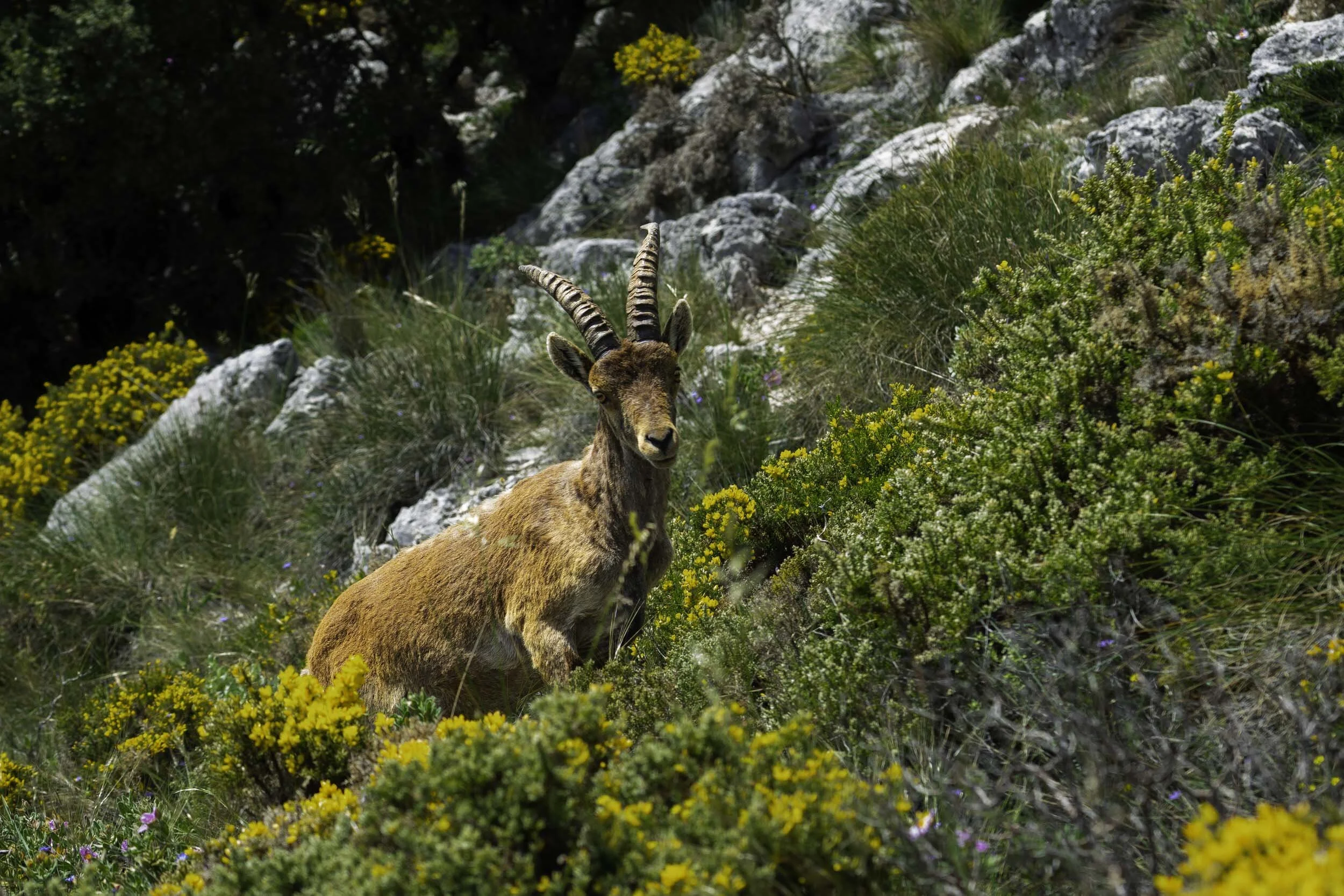Spain Ibex.jpg