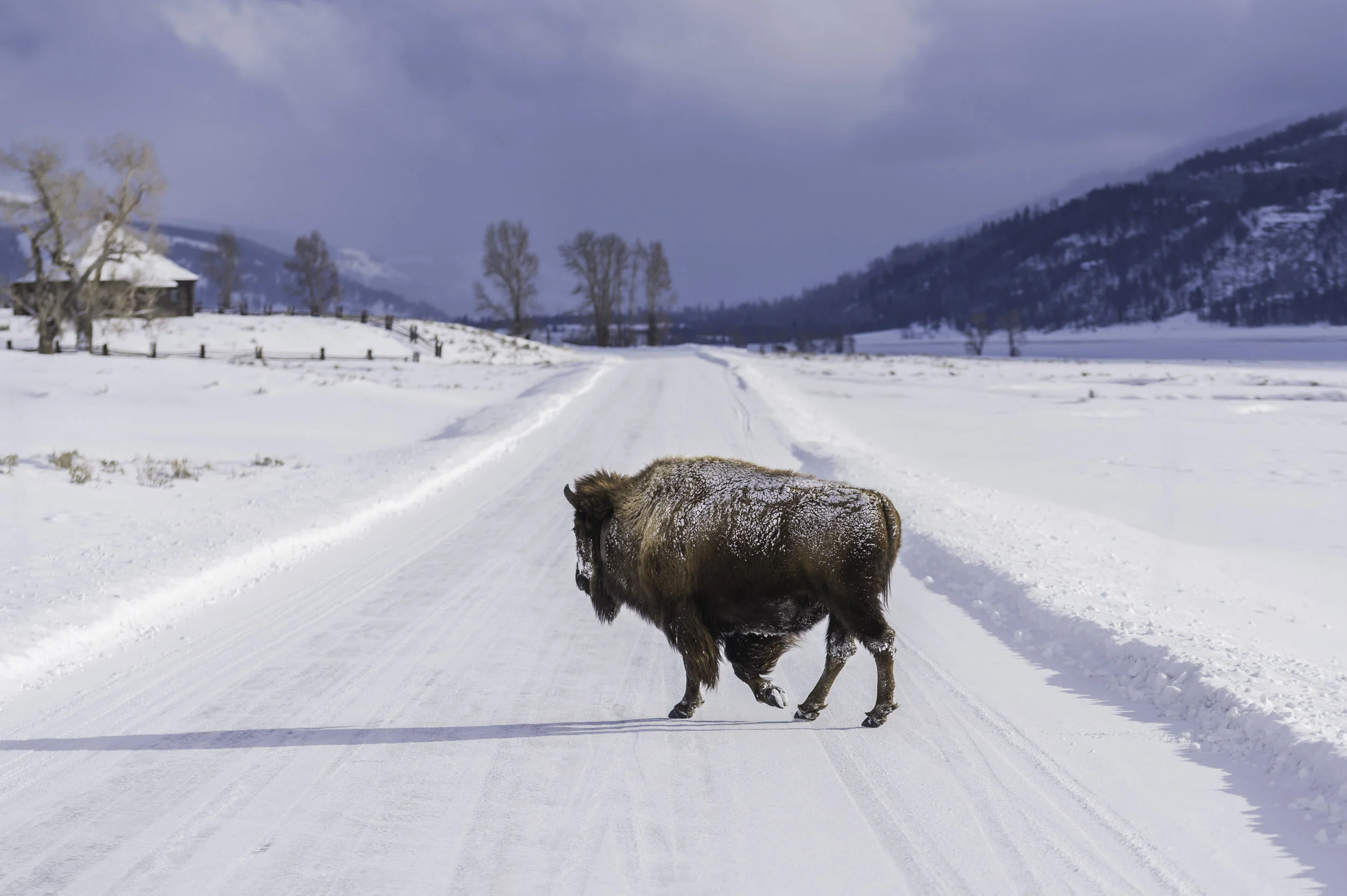 Wyoming Yellowstone Birson Road.jpg