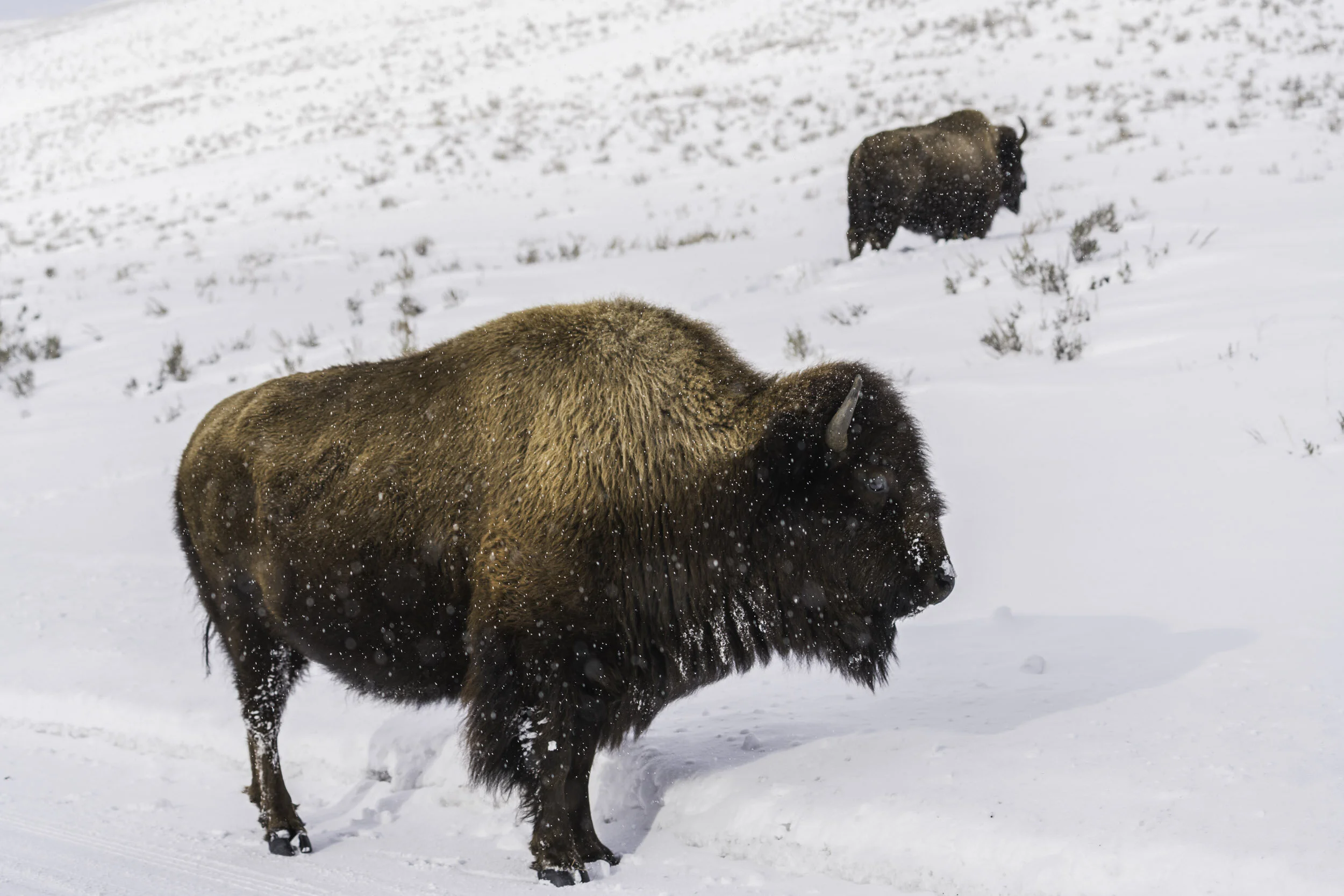 Wyoming Yellowstone Bison Snow.jpg