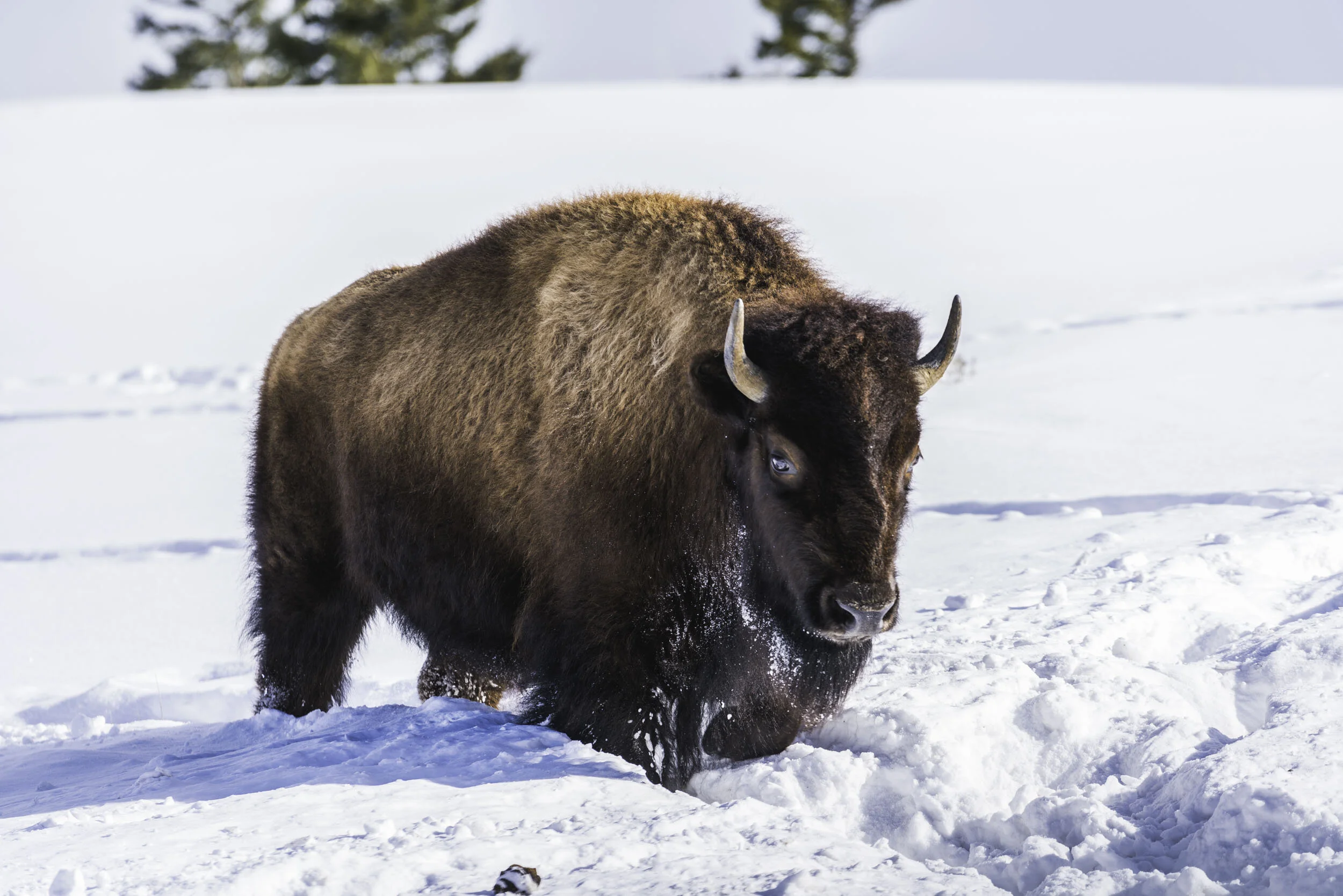 Wyoming Yellowstone Bison Walk.jpg