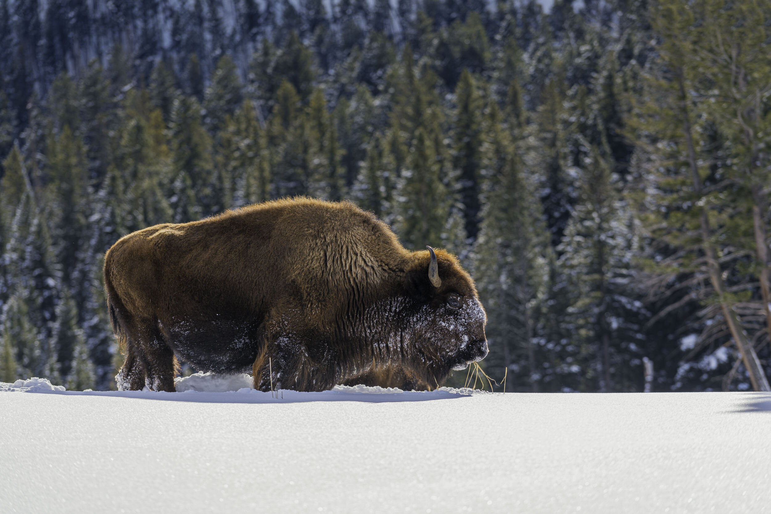 Wyoming YellowStone Bison.jpg