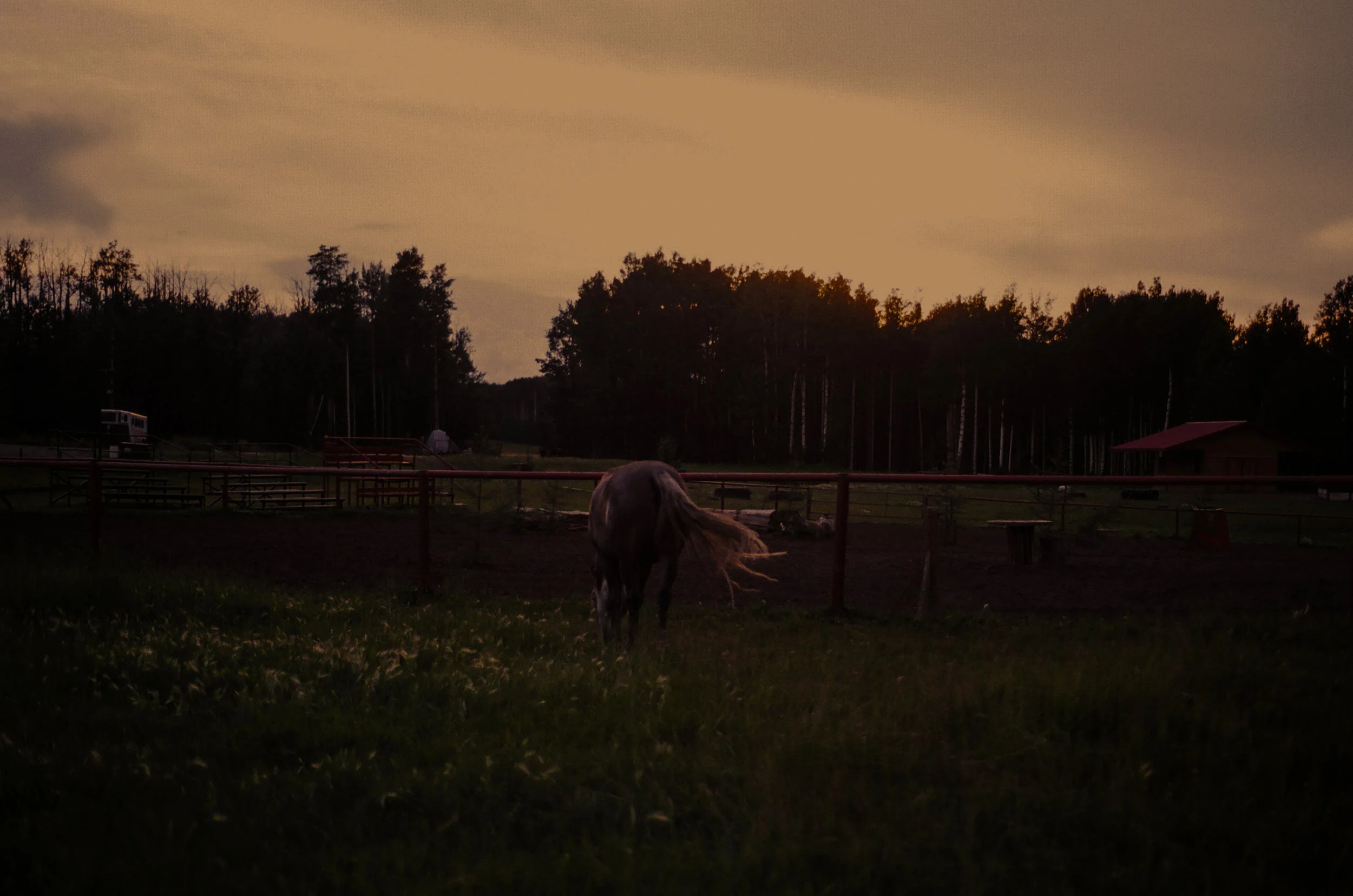 horse.jpg