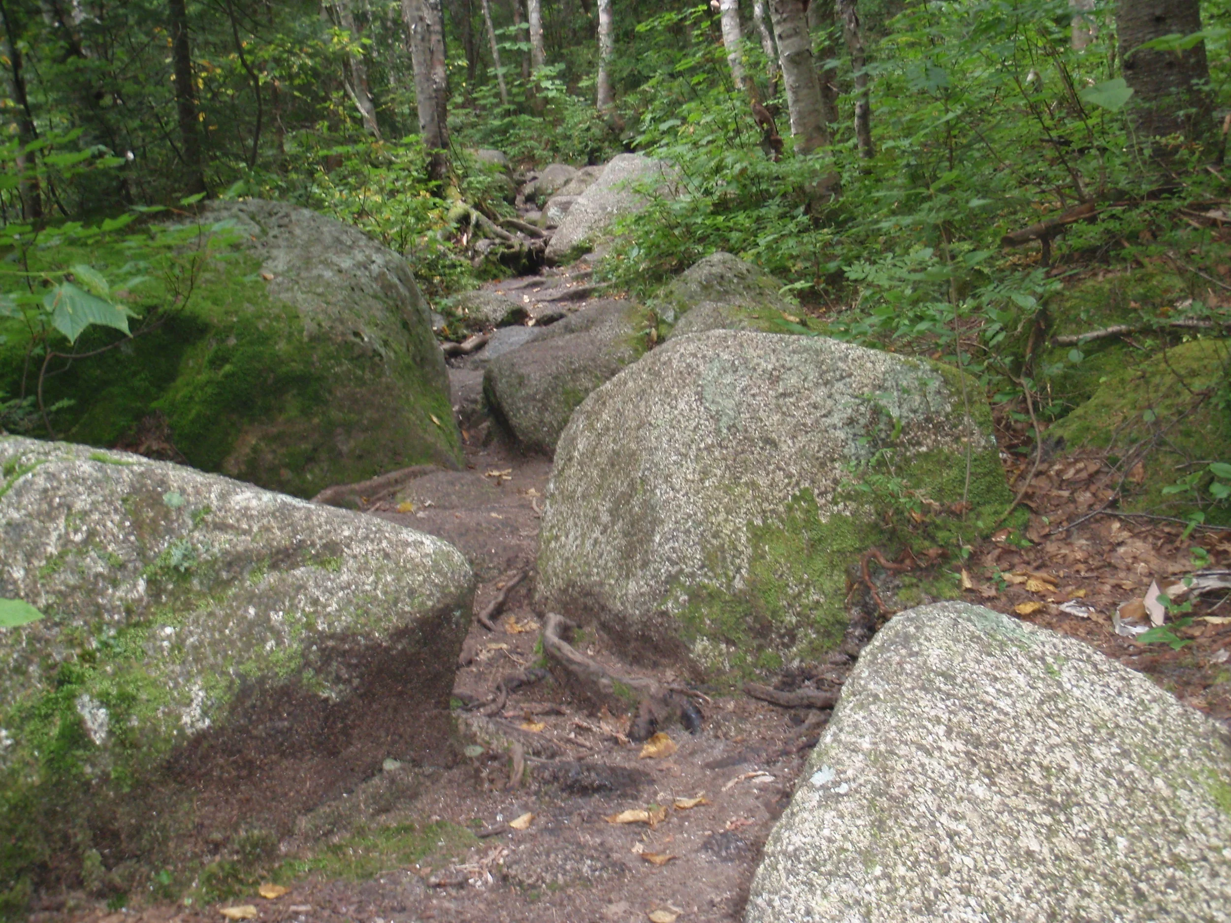 P8200284.jpg