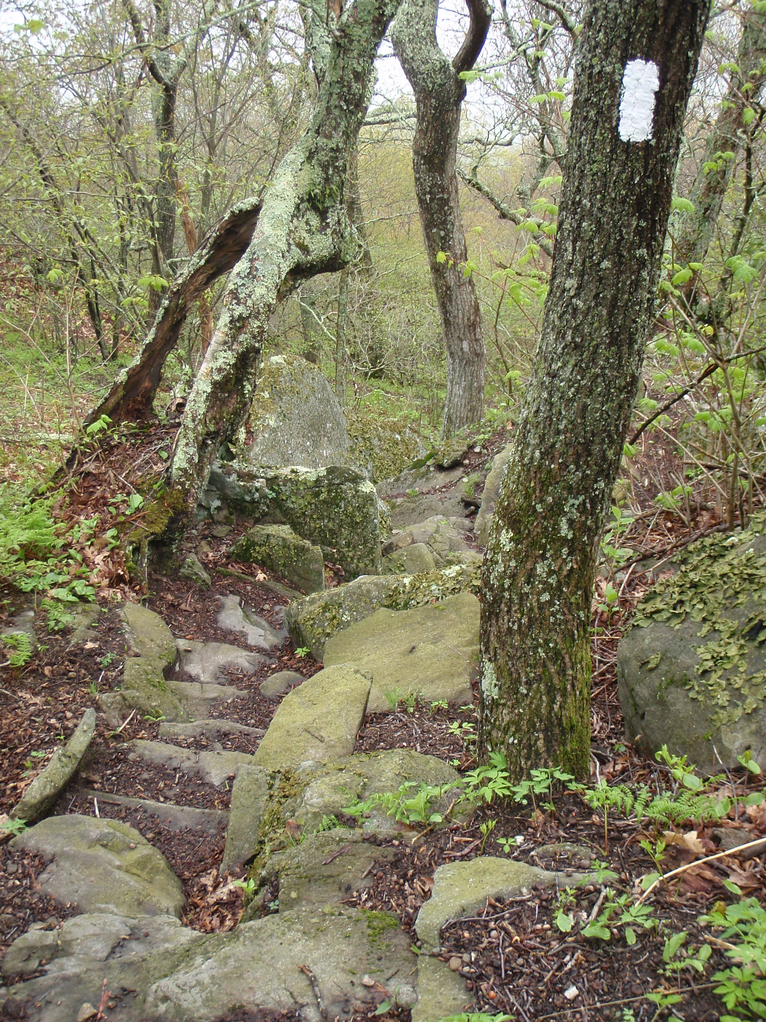 P5110297.jpg