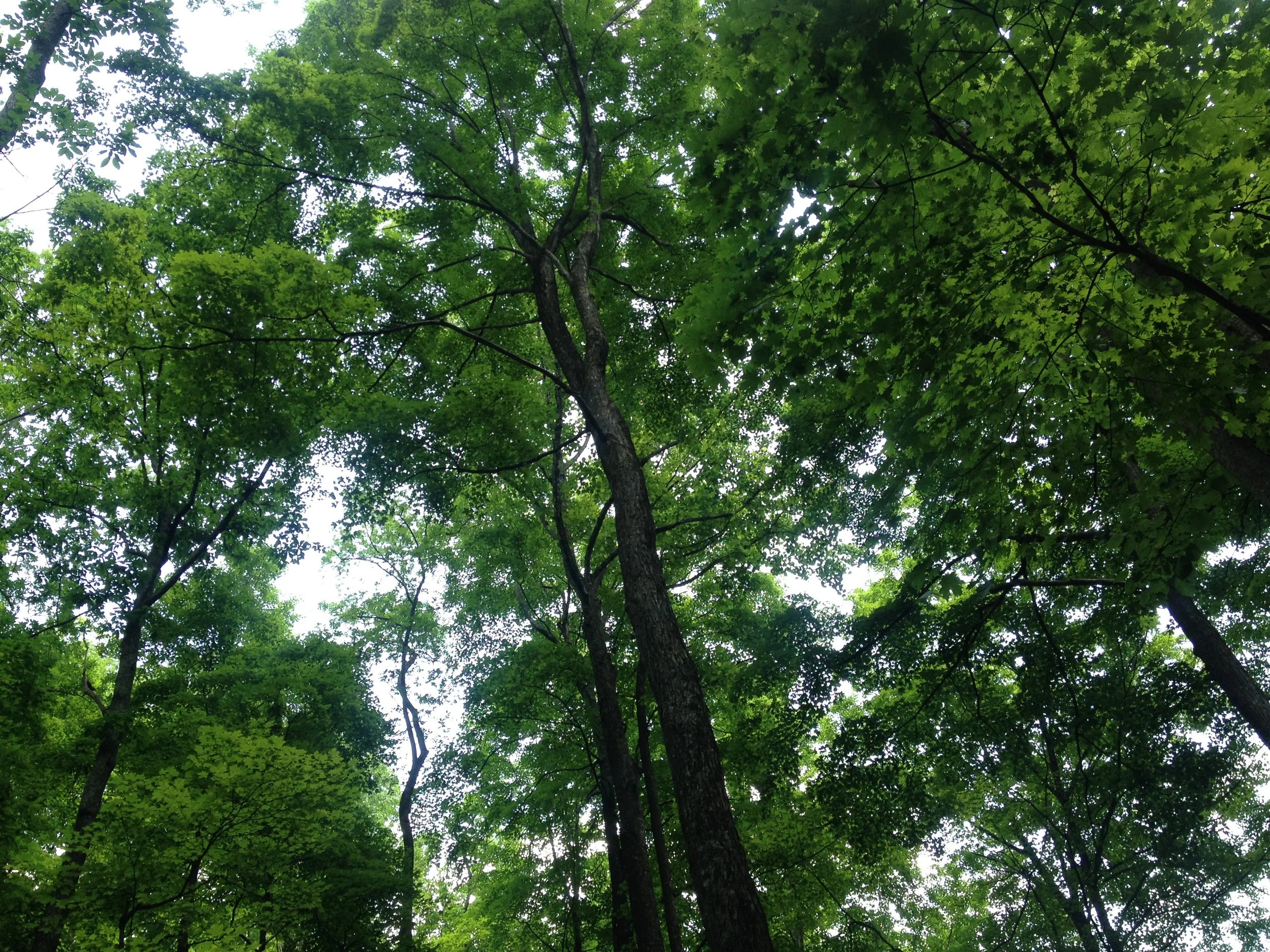 While Thru Hiking Appalachian Trail