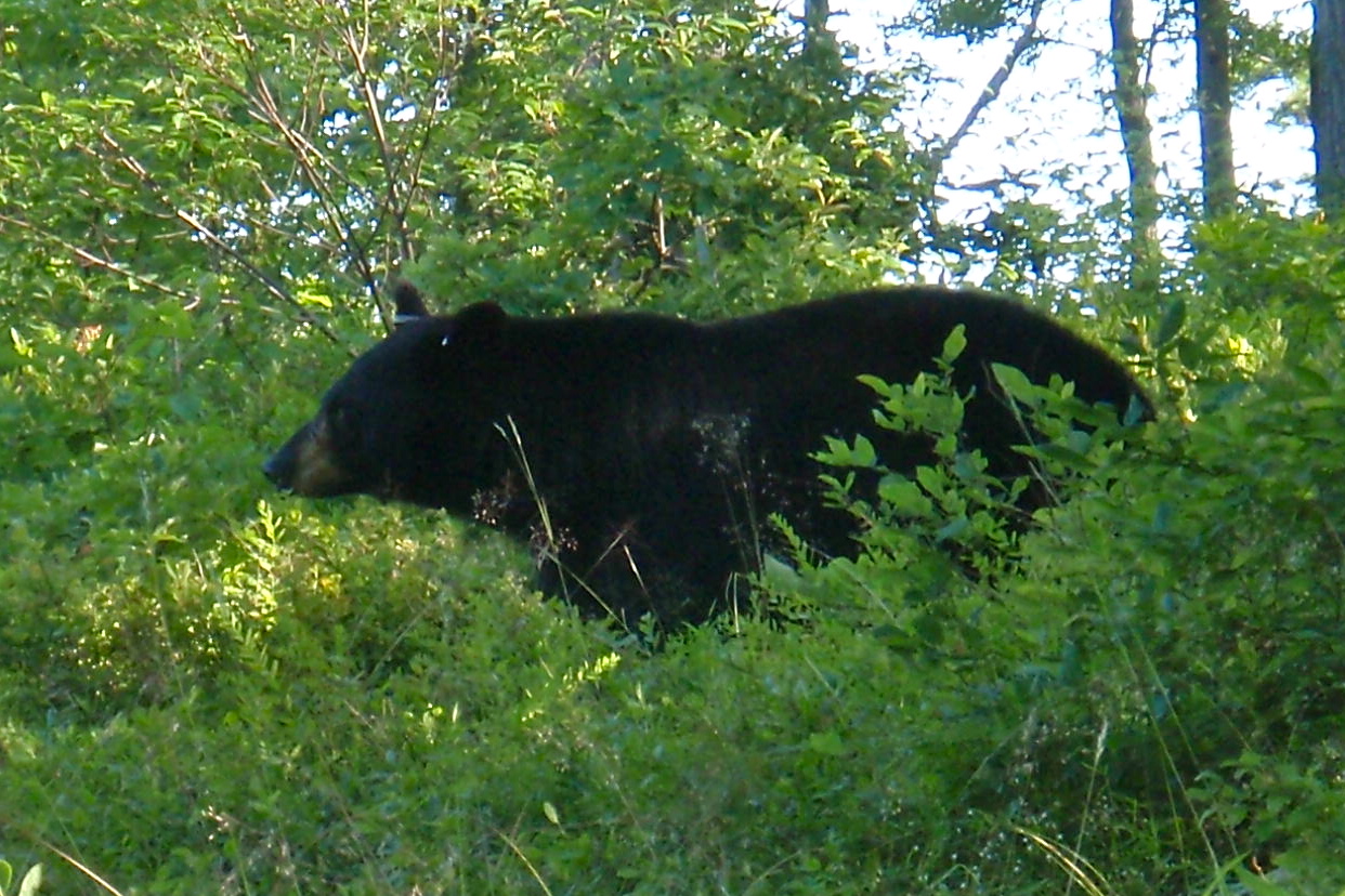 While Thru Hiking Appalachian Trail