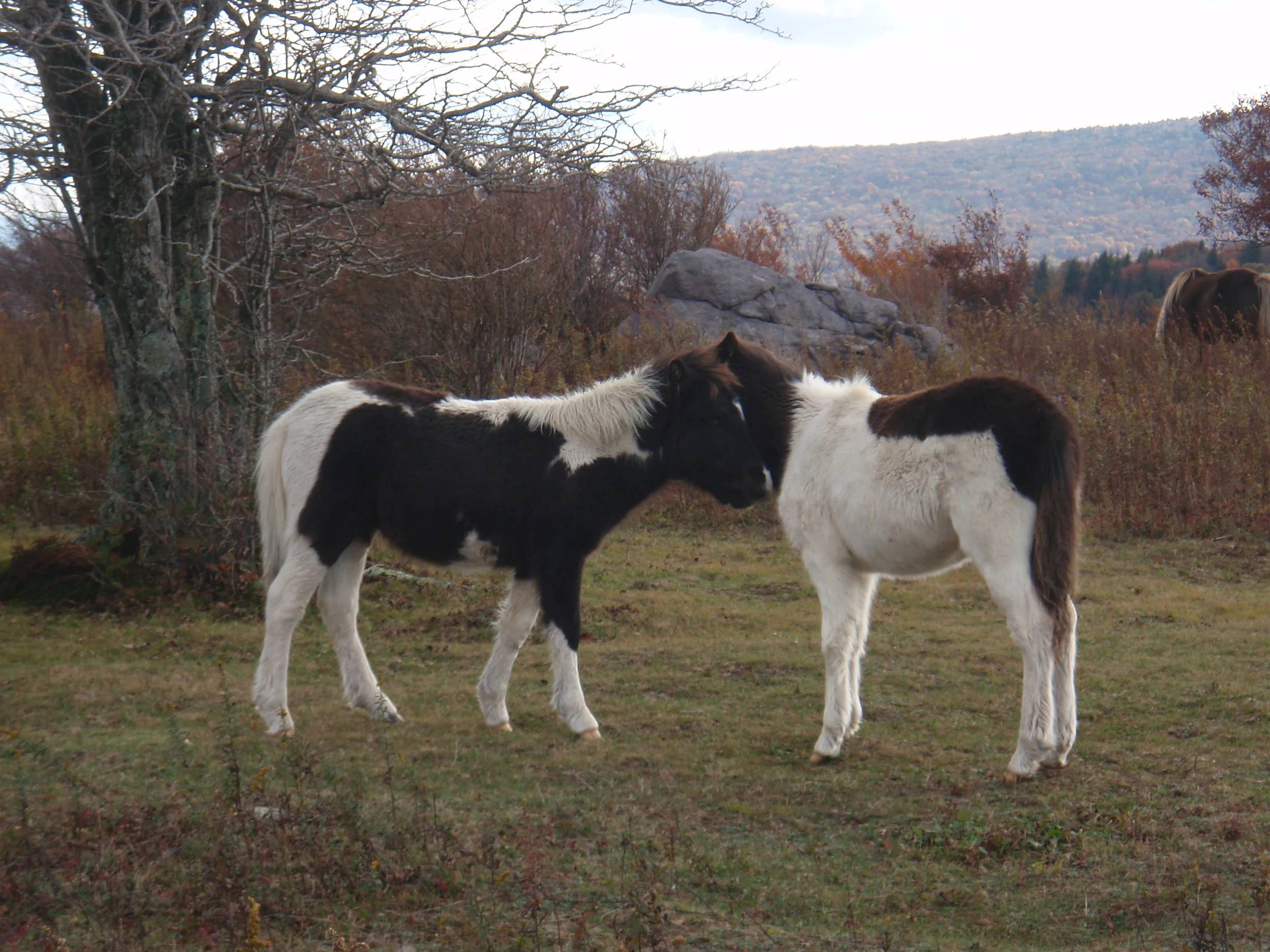 While Thru Hiking Appalachian Trail