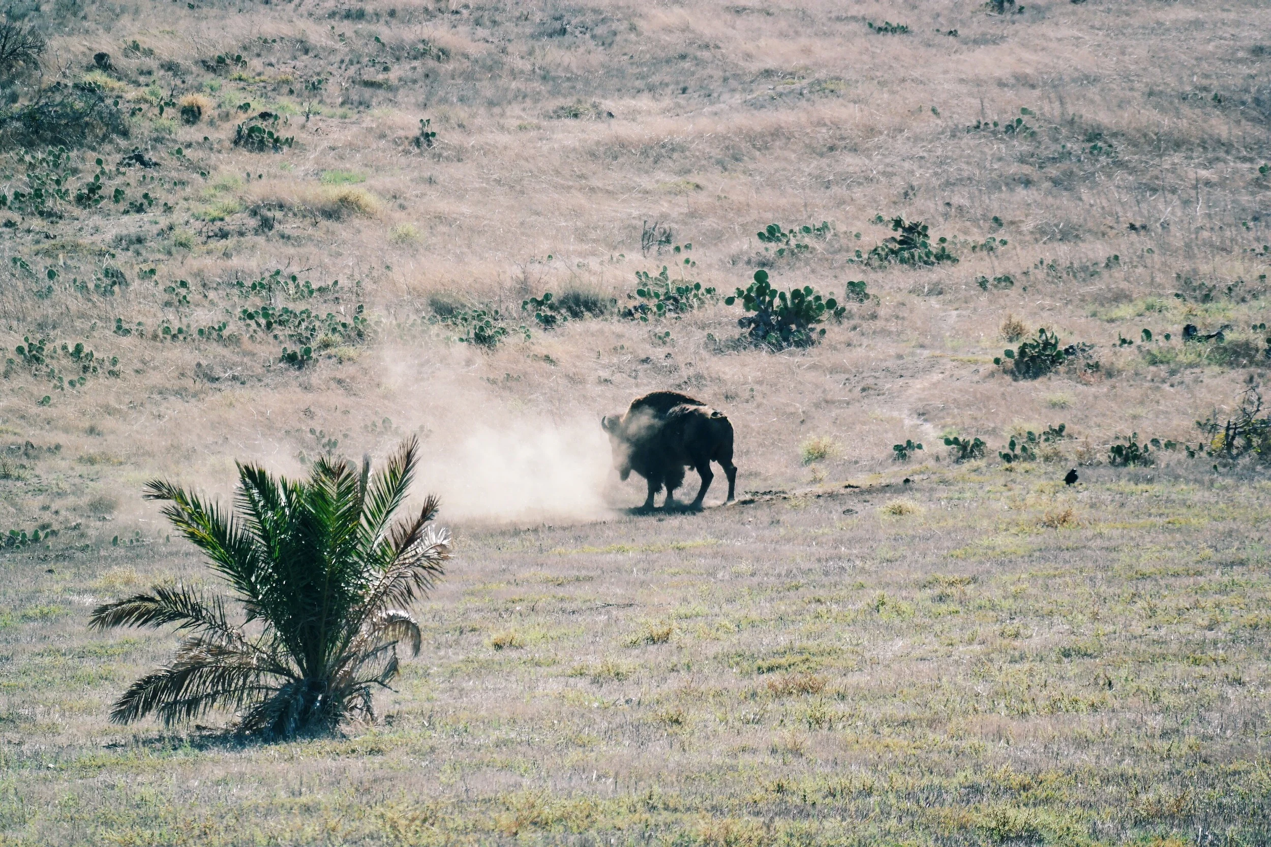 Did you know there isprotected herd of Bison on the Island? Snapped this one wandering the hillside near Two Harbors.