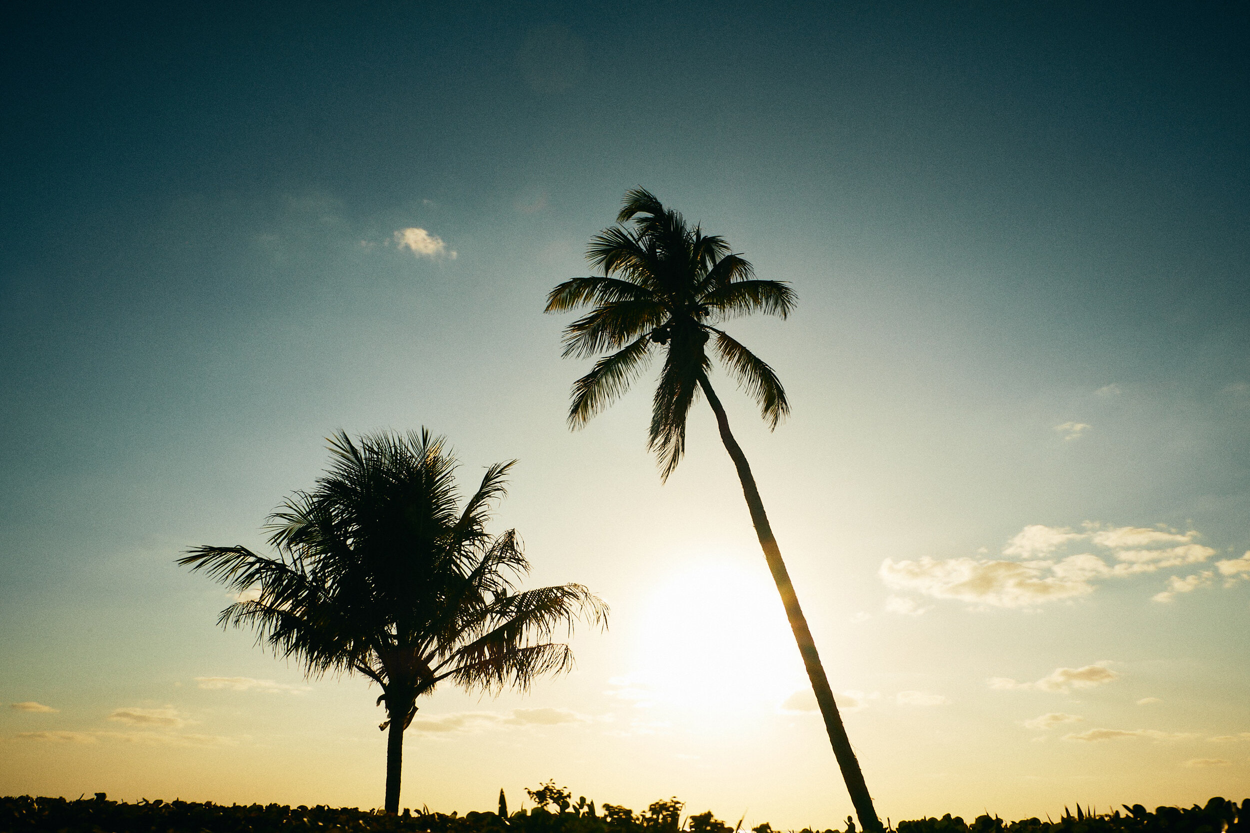 Palm_trees 1.jpg