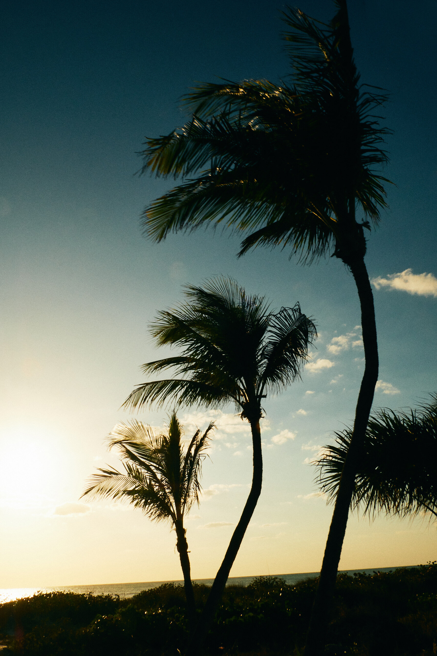 Palm_trees.jpg