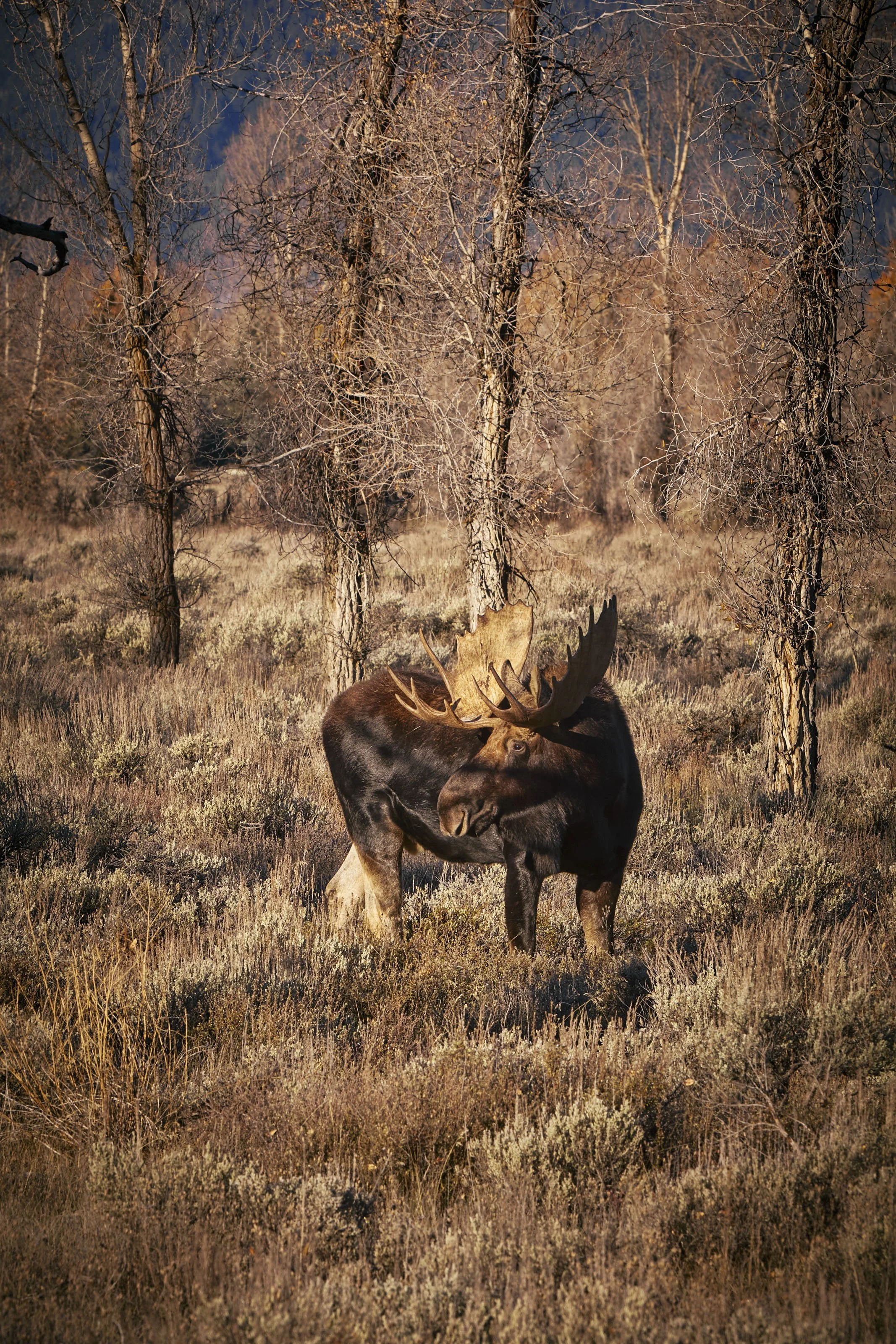 Jackson Hole 2025 2.jpg