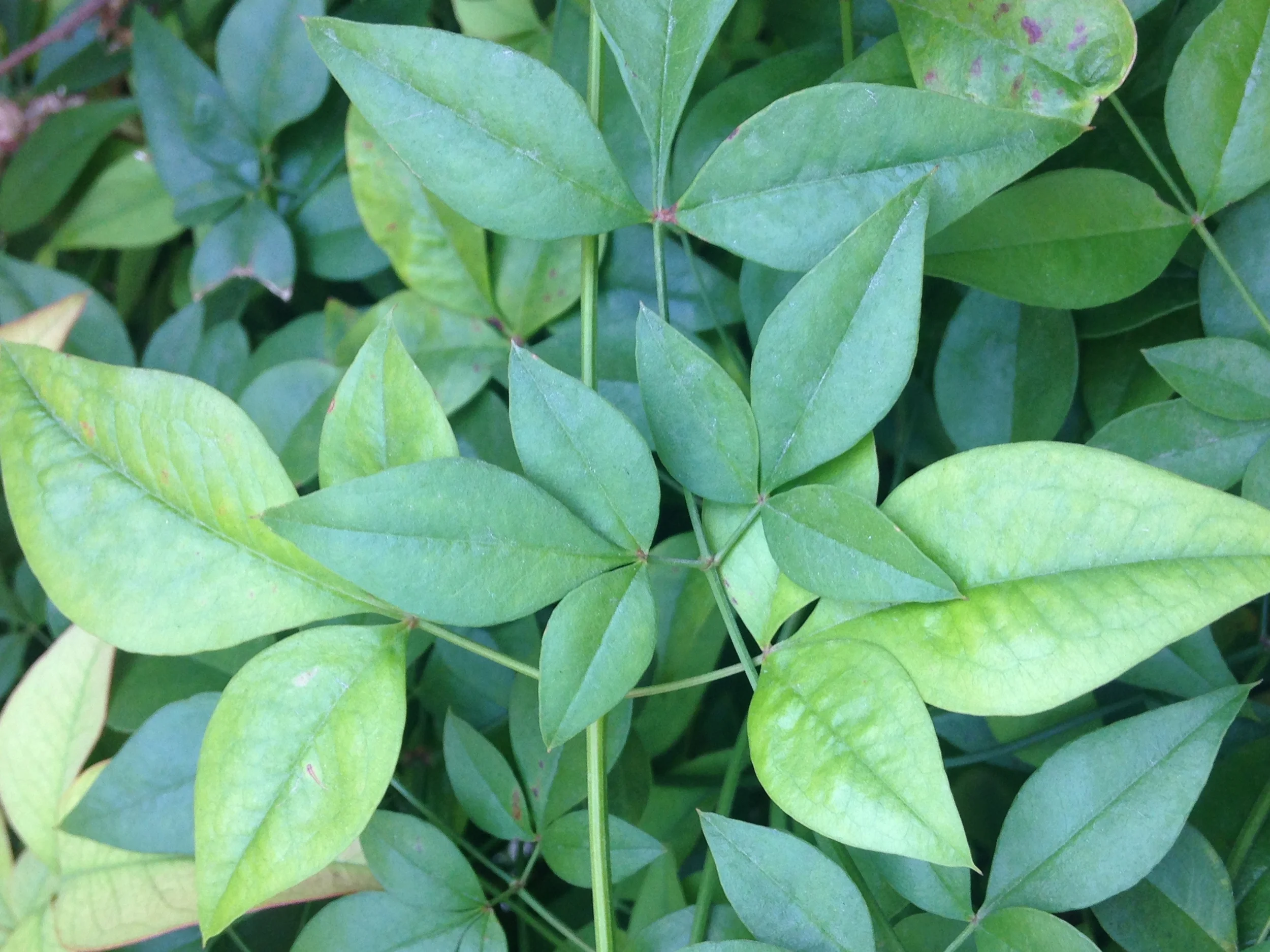 leaves background, straight on.jpg