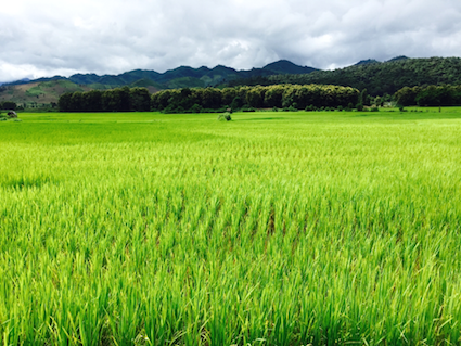 green fields.jpg