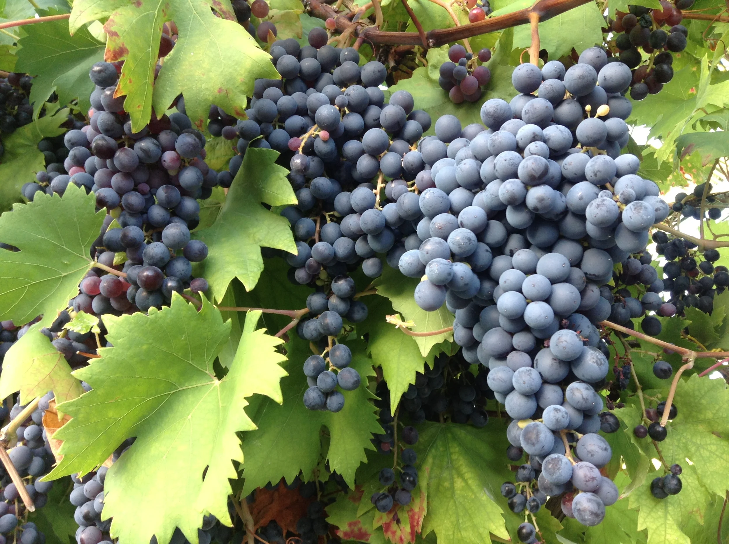 (Almost) All About Wine