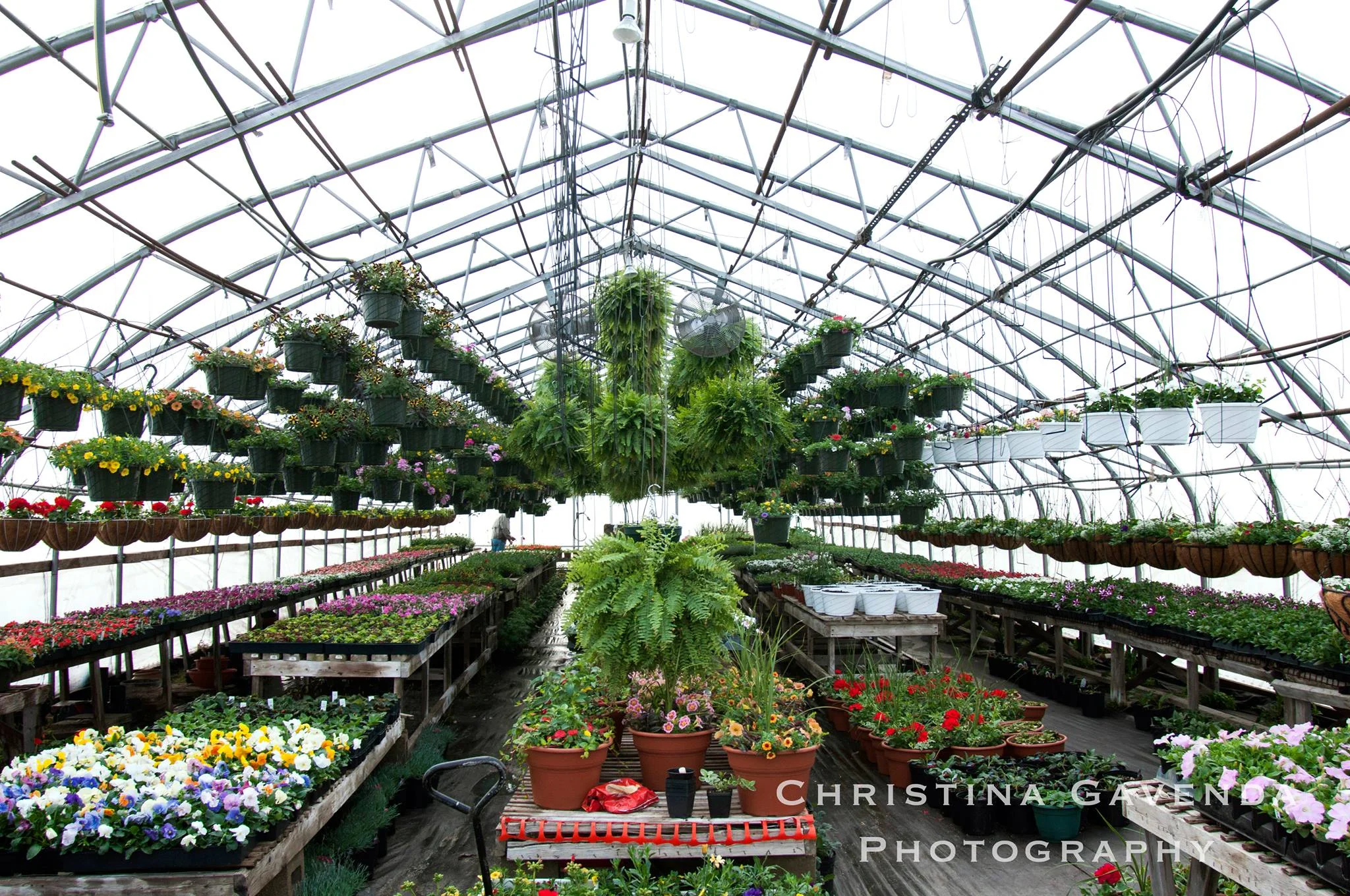 Just A Dream Greenhouse