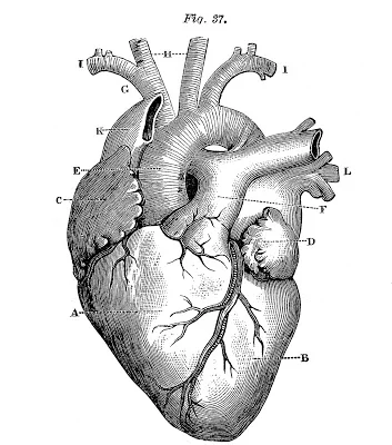New Tech Sees Human Heart Like Never Before