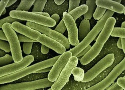 Image credit: Pixabay An enhanced image of E. coli