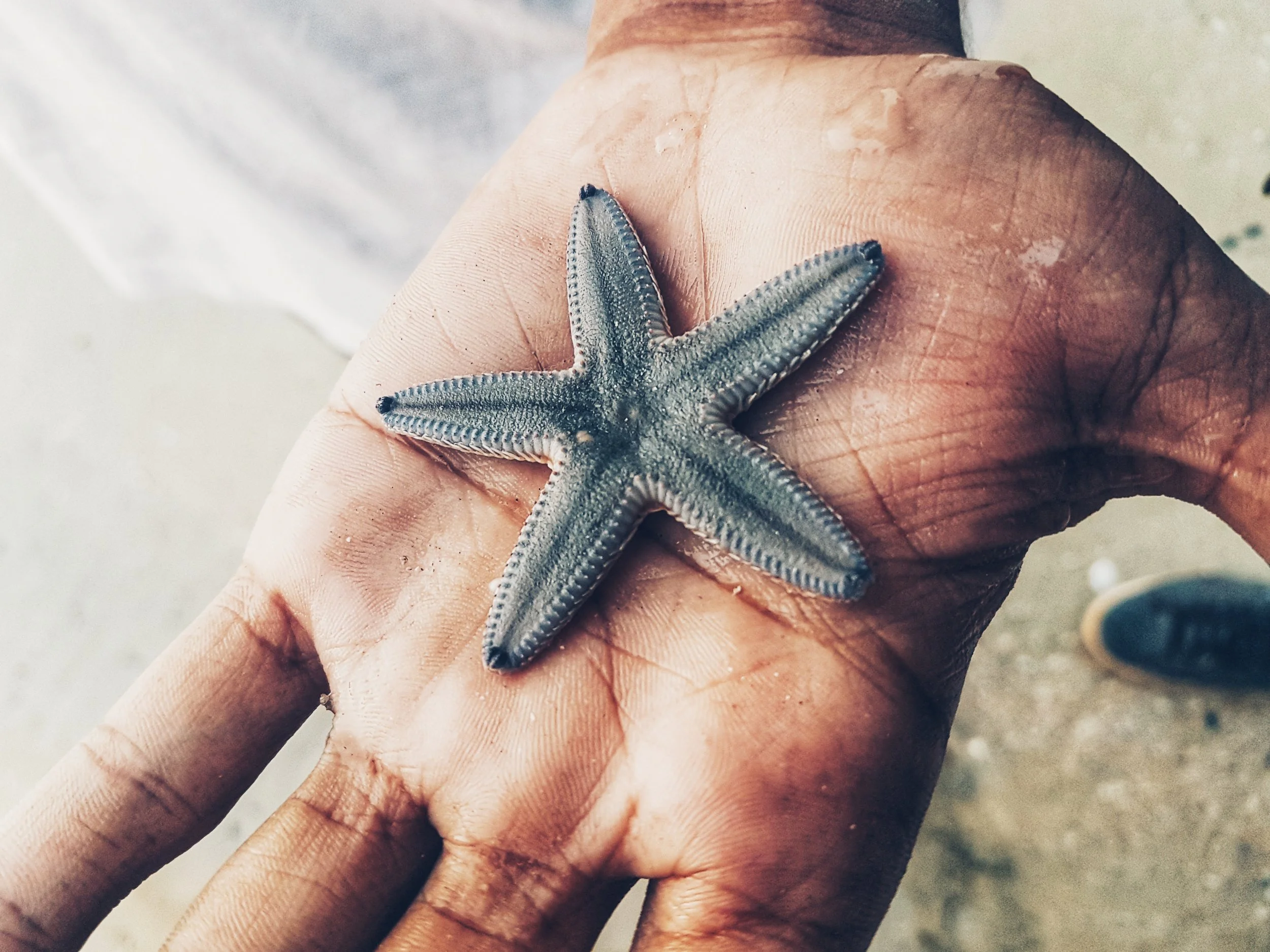 Starfish.jpg