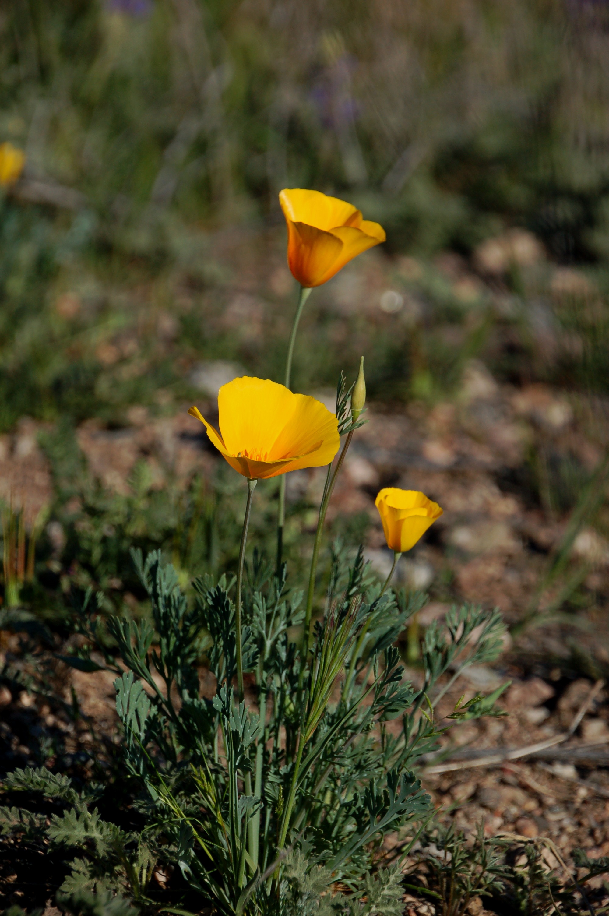 First stop - Poppies blooming in Tonto National Forest outside of Phoenix.  This area was the biggest display and the largest poppies we would see during my visit.