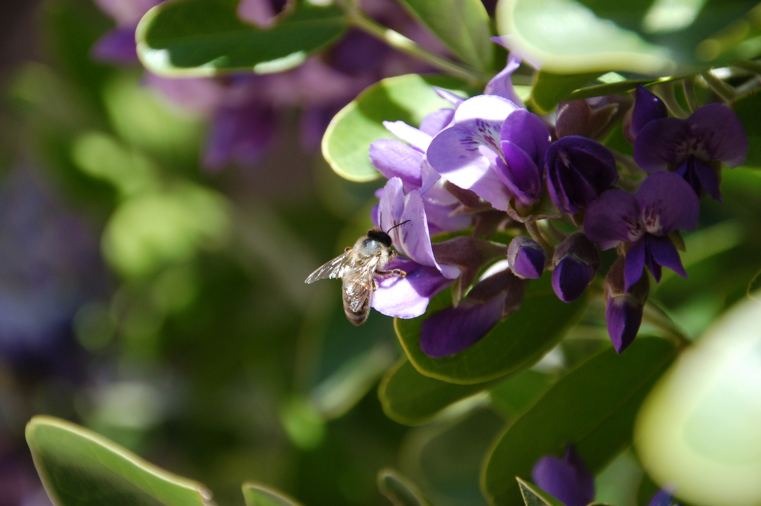 A mountail laurel in bloom attracting a bee to Mary's back patio