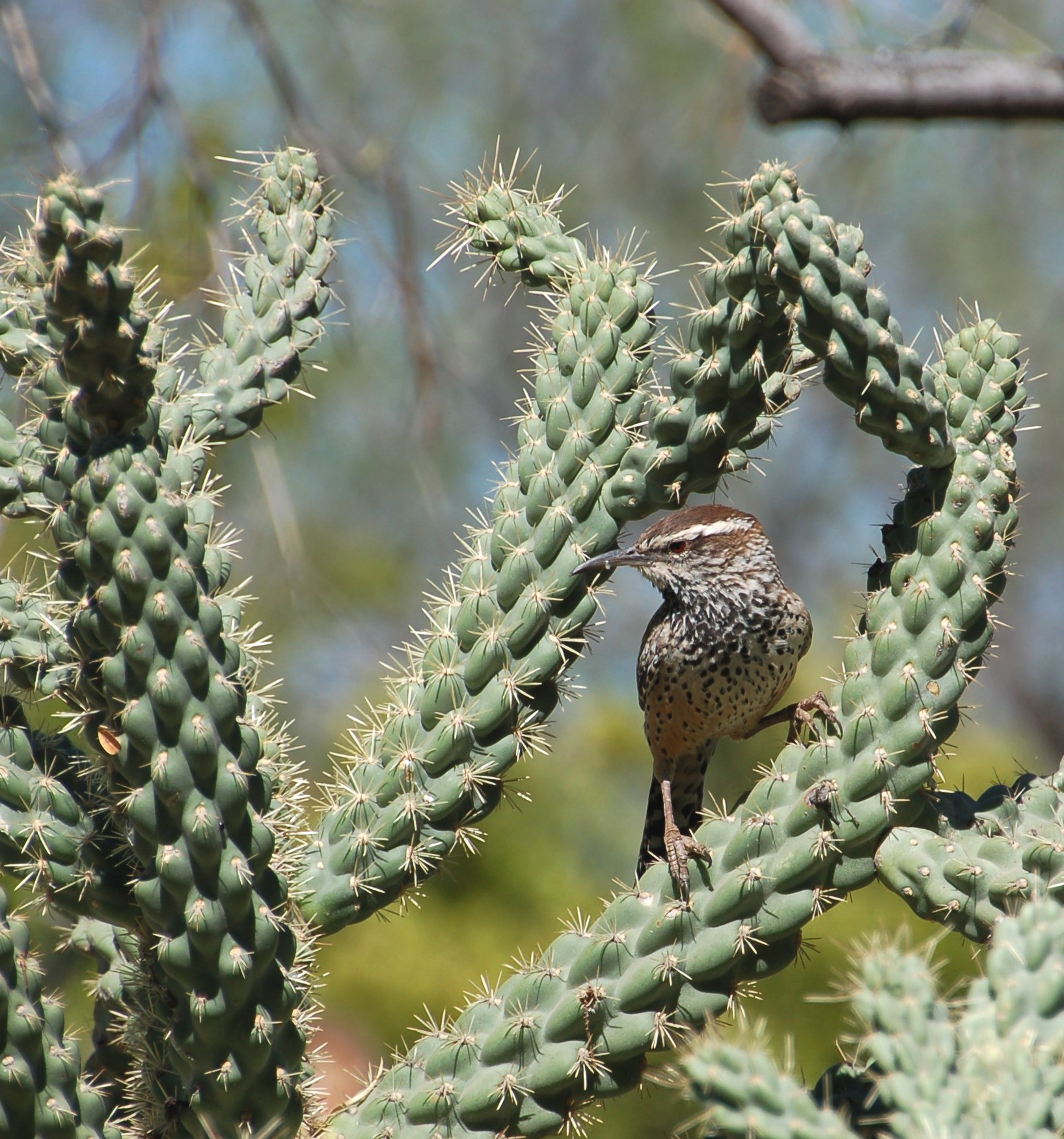 Cactus Wren, Arizona State Bird taken at the Botanical Garden