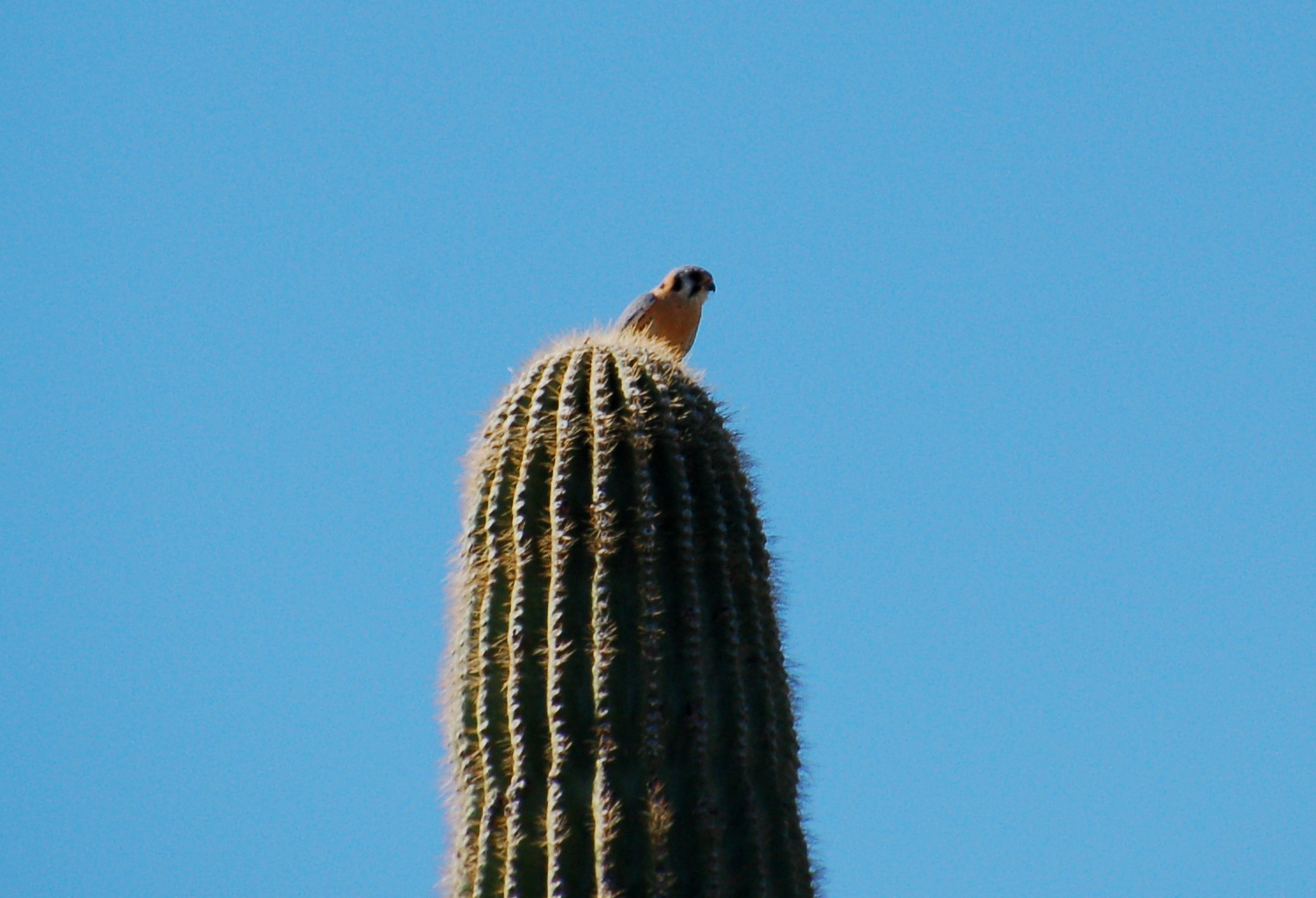 Falcon on top of a Saguaro at Superstion Mountain