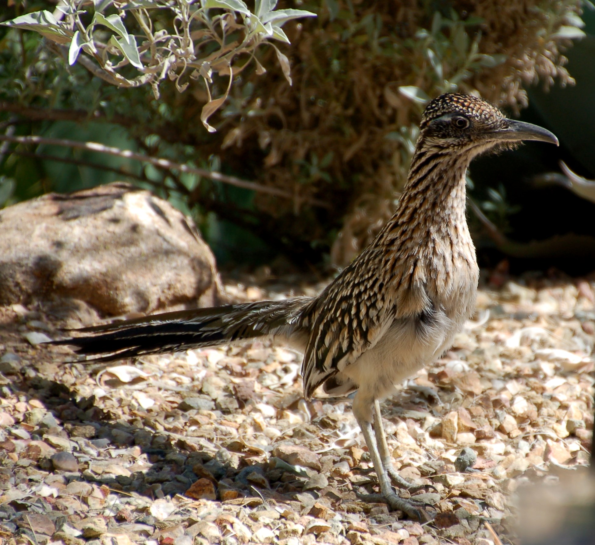 A visit from the tourist friendly Roadrunner at Gertrude's restaurant